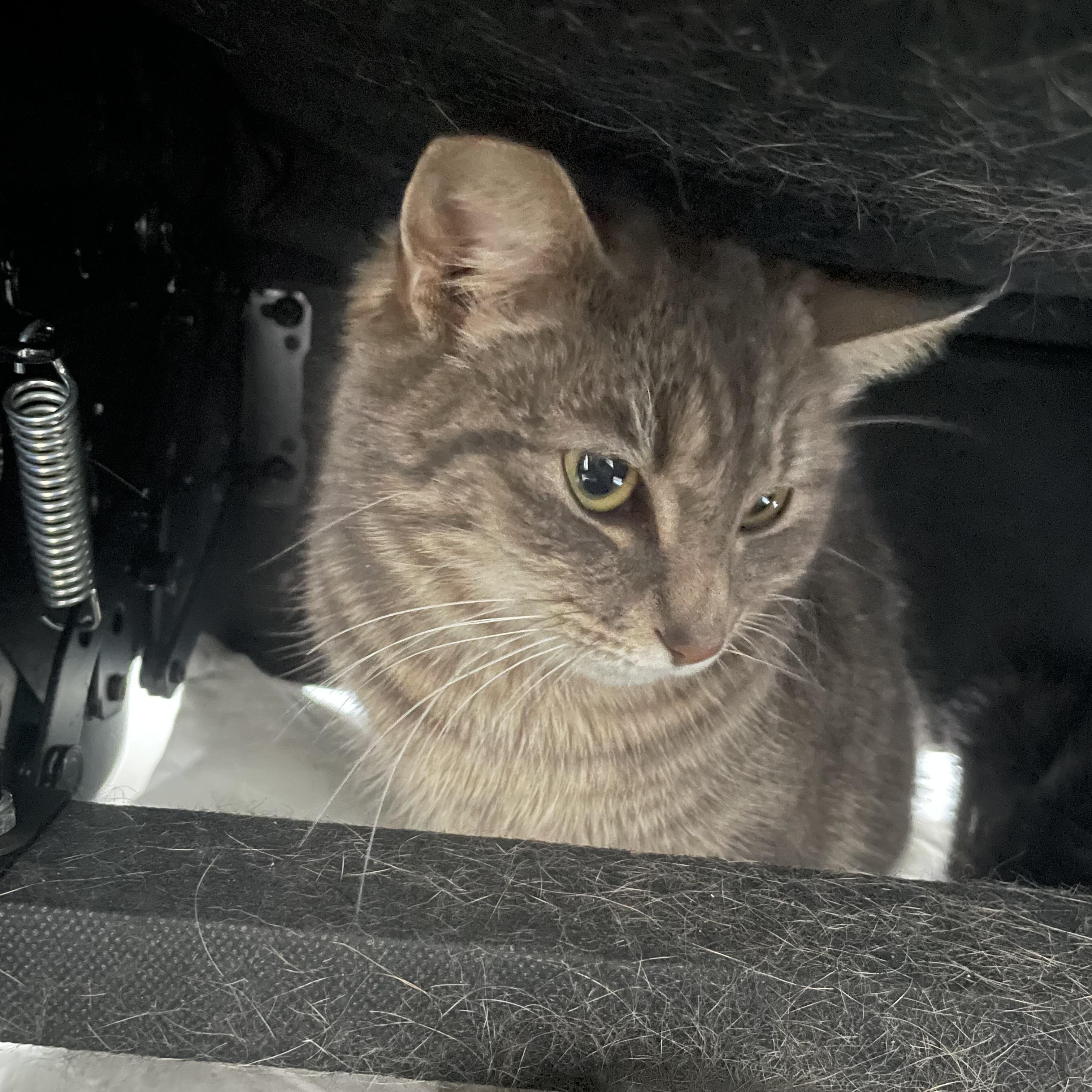 Enlarge Princess Peach , a ADOPTABLE mixed breed in Seattle, WA image 2/2