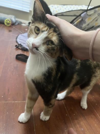 Tuvalu — thumbnail 6