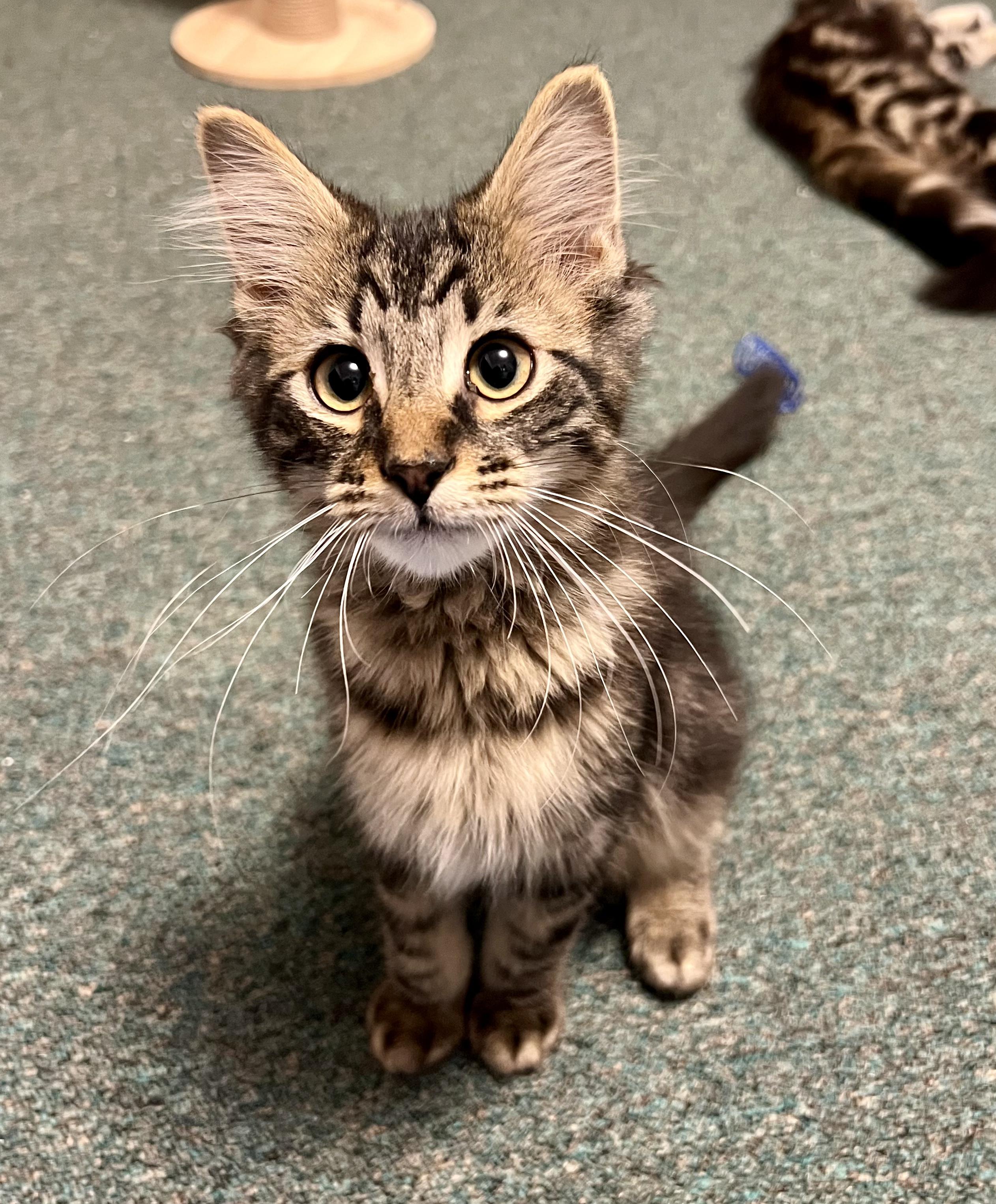 Kit, a ADOPTABLE Domestic Medium Hair in Faribault, MN image 1/4