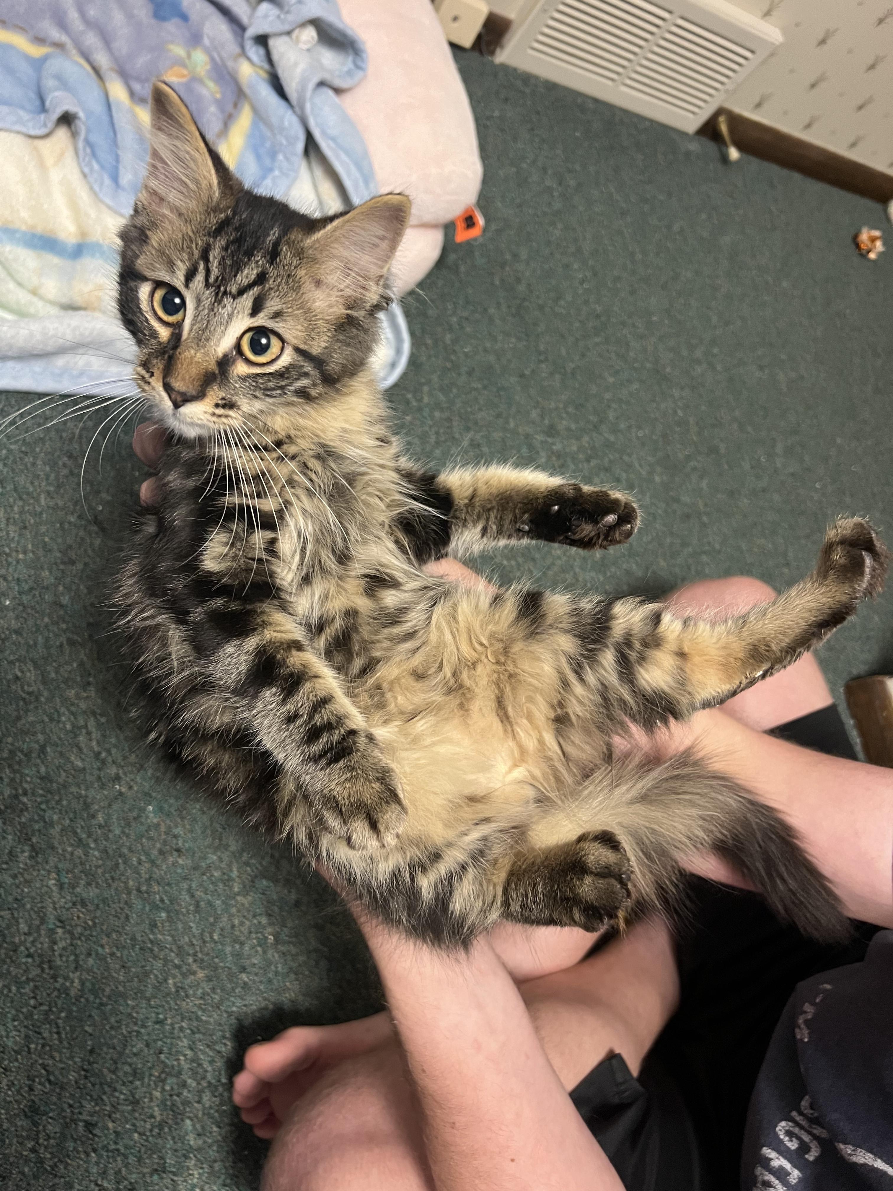 Kit, a ADOPTABLE Domestic Medium Hair in Faribault, MN image 2/4