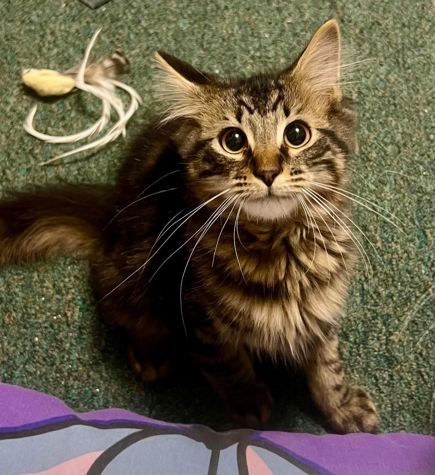 Kit, a ADOPTABLE Domestic Medium Hair in Faribault, MN image 3/4