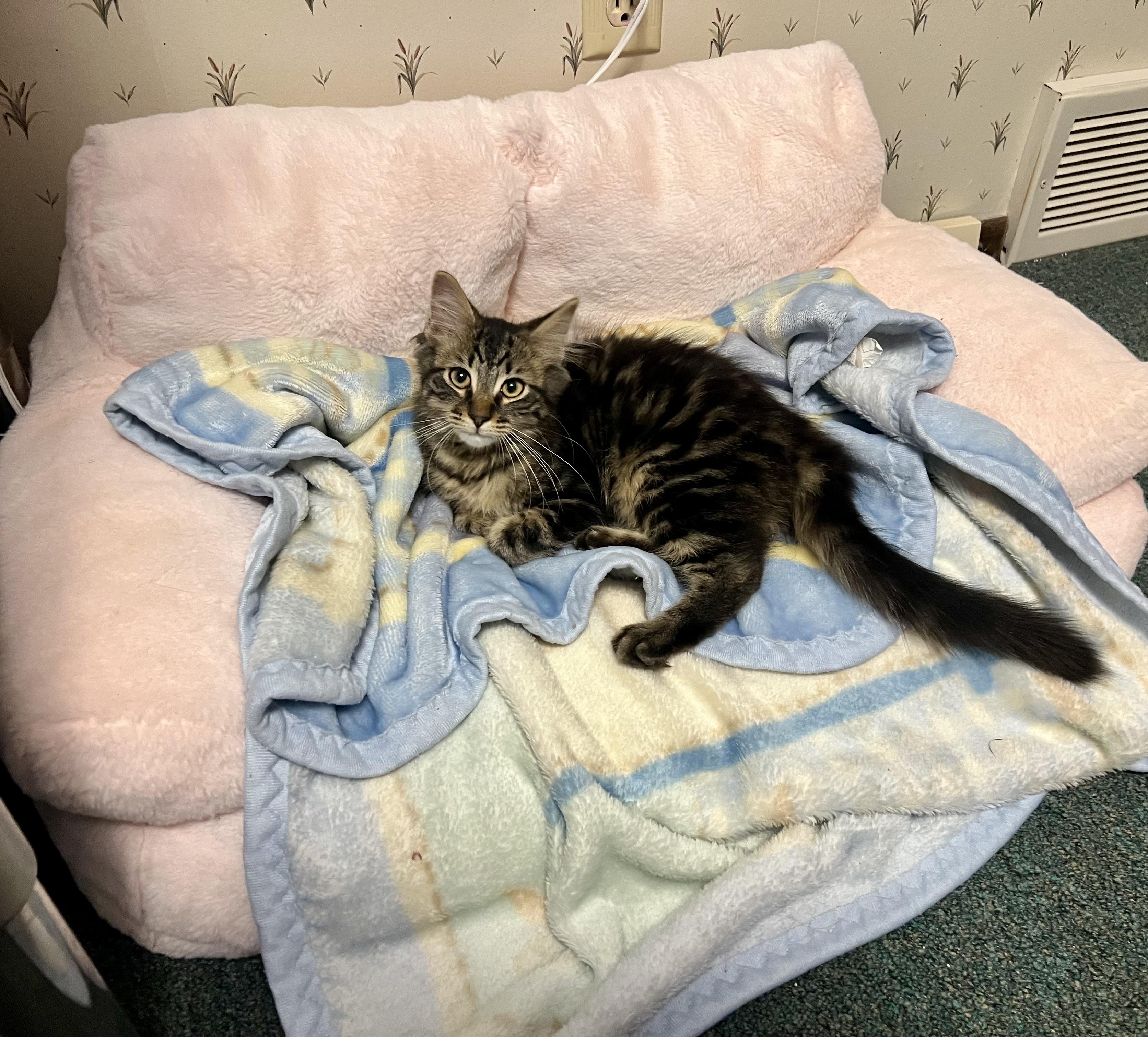 Kit, a ADOPTABLE Domestic Medium Hair in Faribault, MN image 4/4