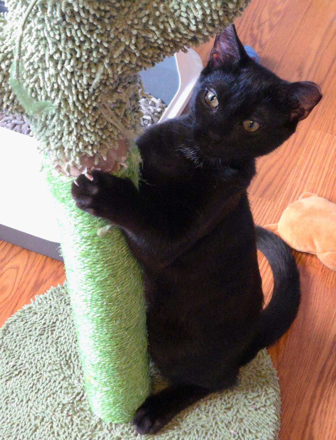 Harley ( sweet, affectionate lap kitten), adoptable, Kitten Male American Shorthair.