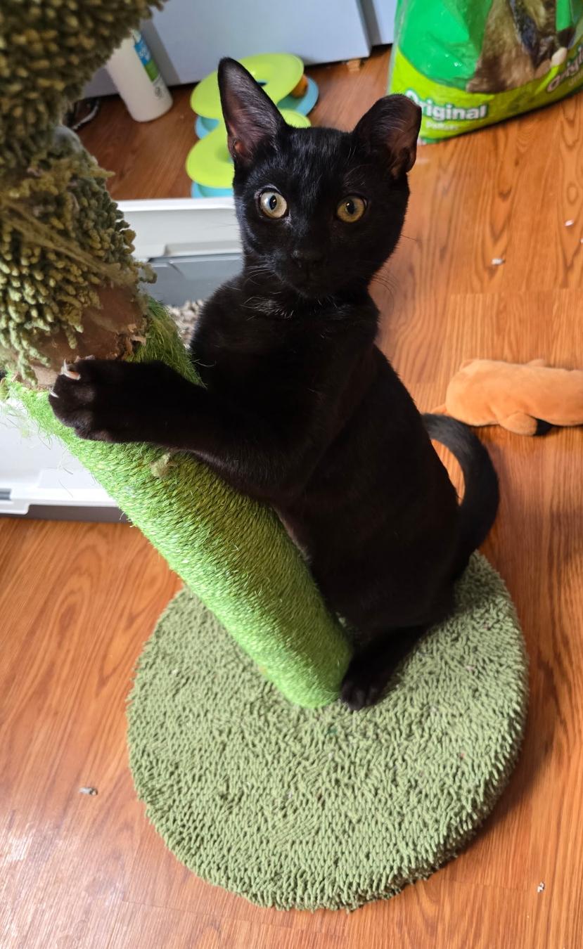 Harley ( sweet, affectionate lap kitten), an adoptable American Shorthair in Staten Island, NY image 3/4