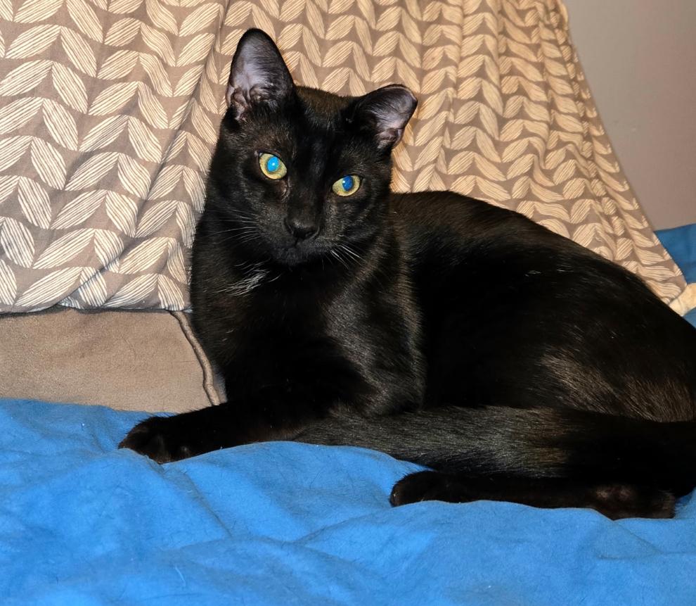 Harley ( sweet, affectionate lap kitten), an adoptable American Shorthair in Staten Island, NY image 2/4