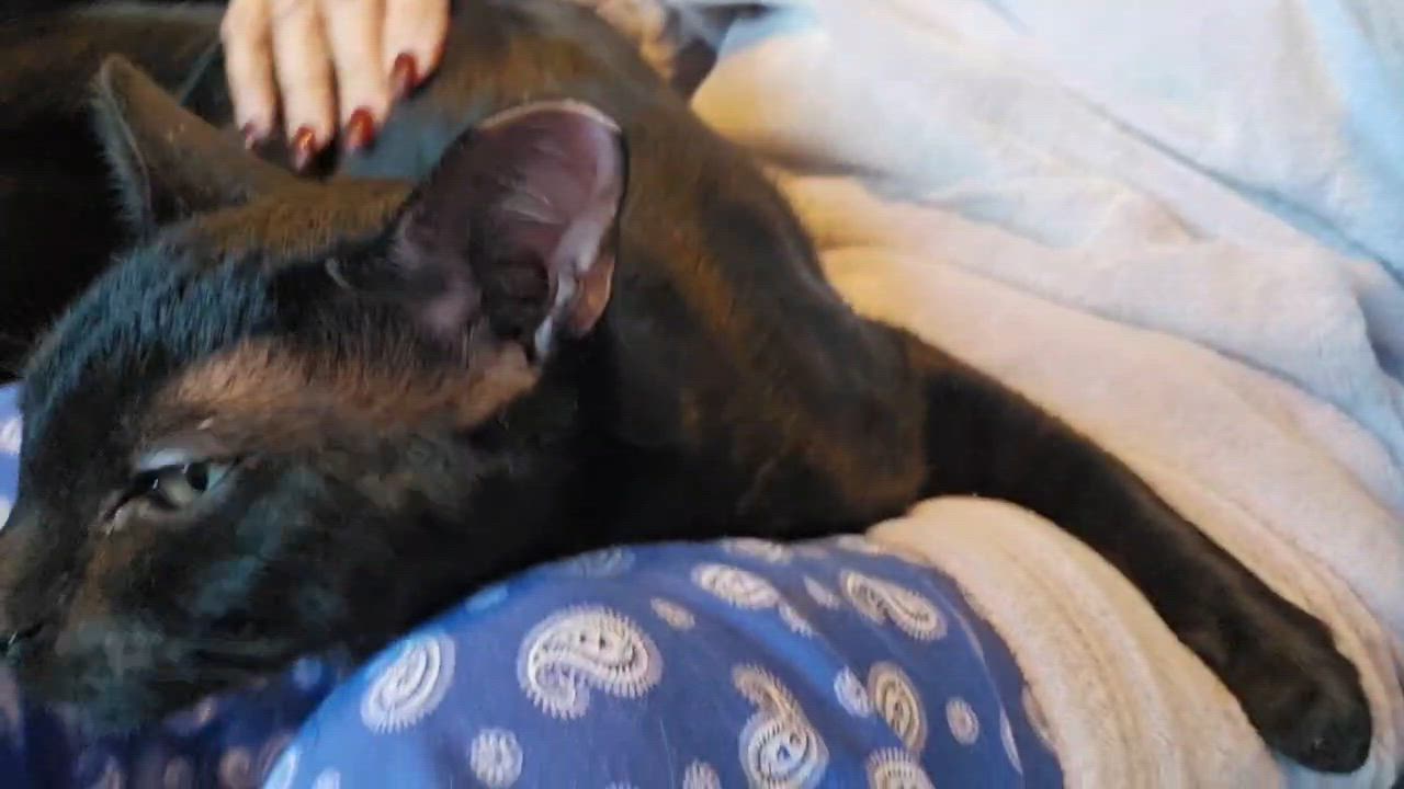 Enlarge Harley ( sweet, affectionate lap kitten), an adoptable American Shorthair in Staten Island, NY video 4/4