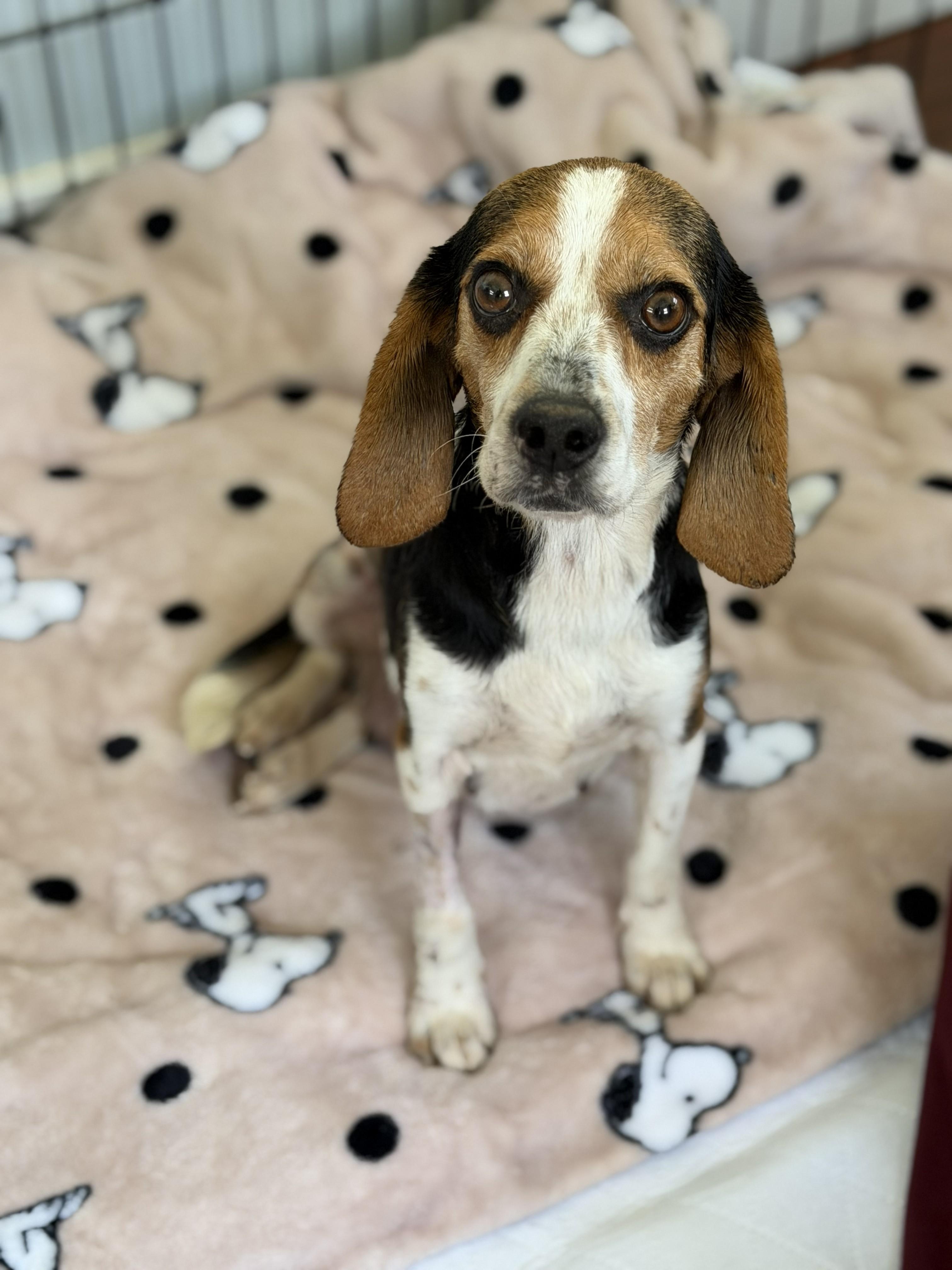 Enlarge Clover, a ADOPTABLE Beagle in Prince Frederick, MD image 2/2