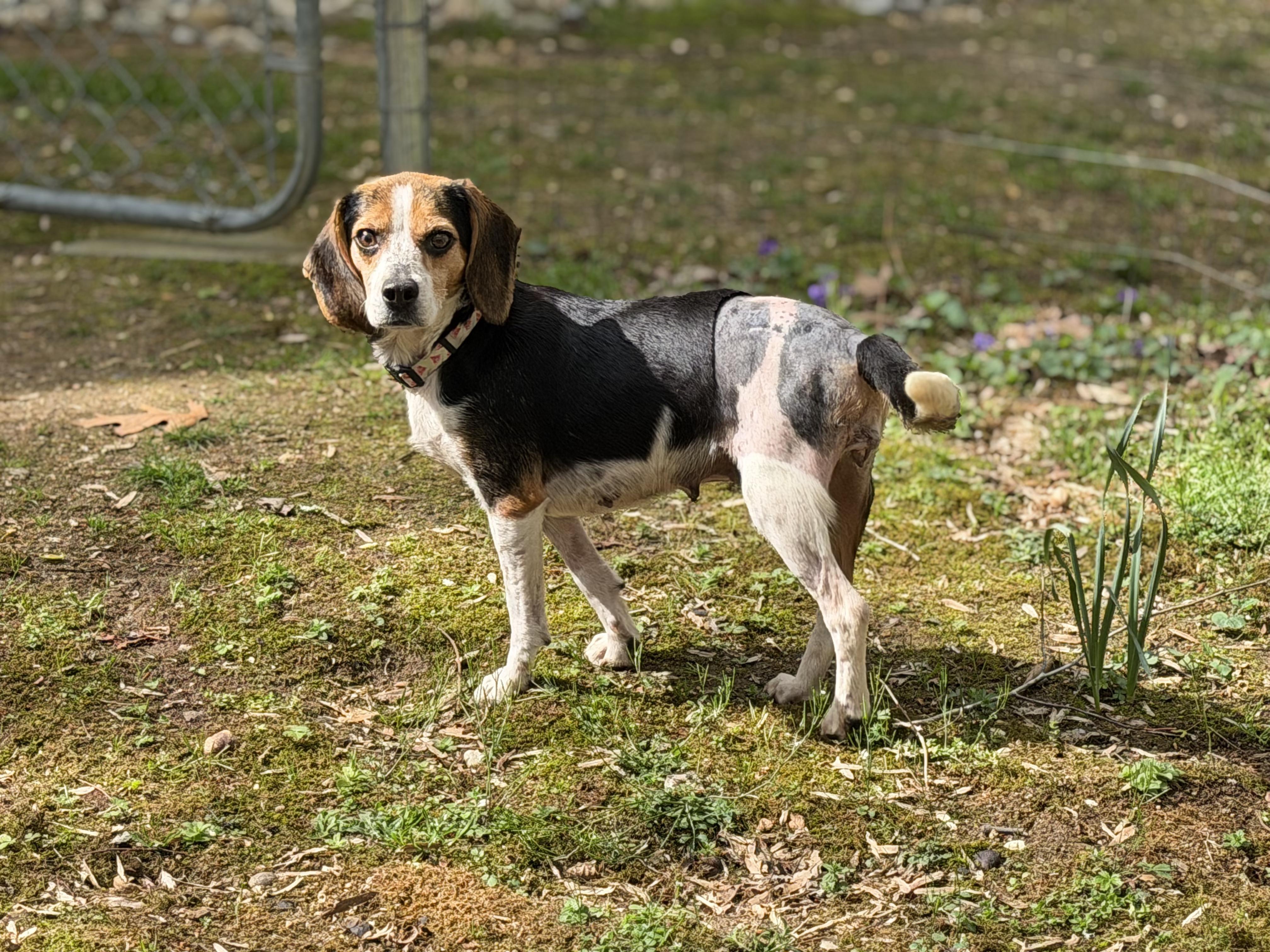 Enlarge Clover, a ADOPTABLE Beagle in Prince Frederick, MD image 1/2