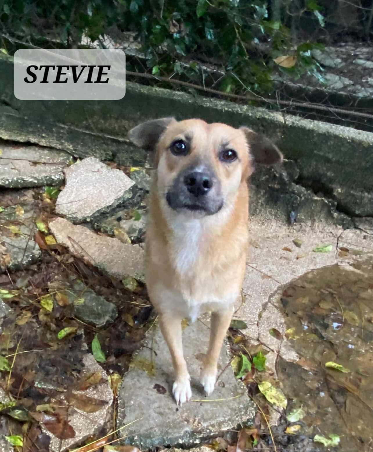 Stevie, a Adoptable mixed breed in Maple Grove, MN image 1/3