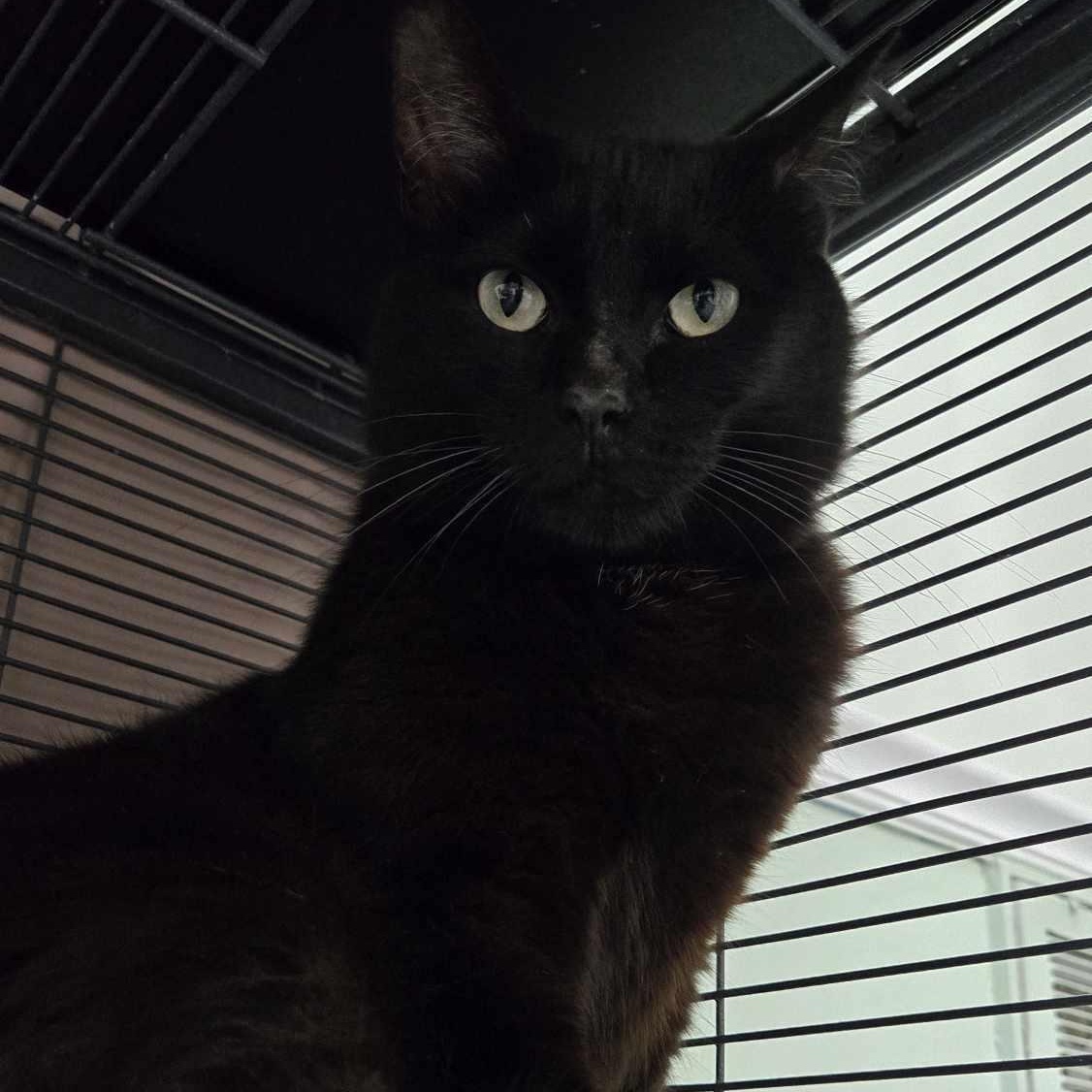 Slinky