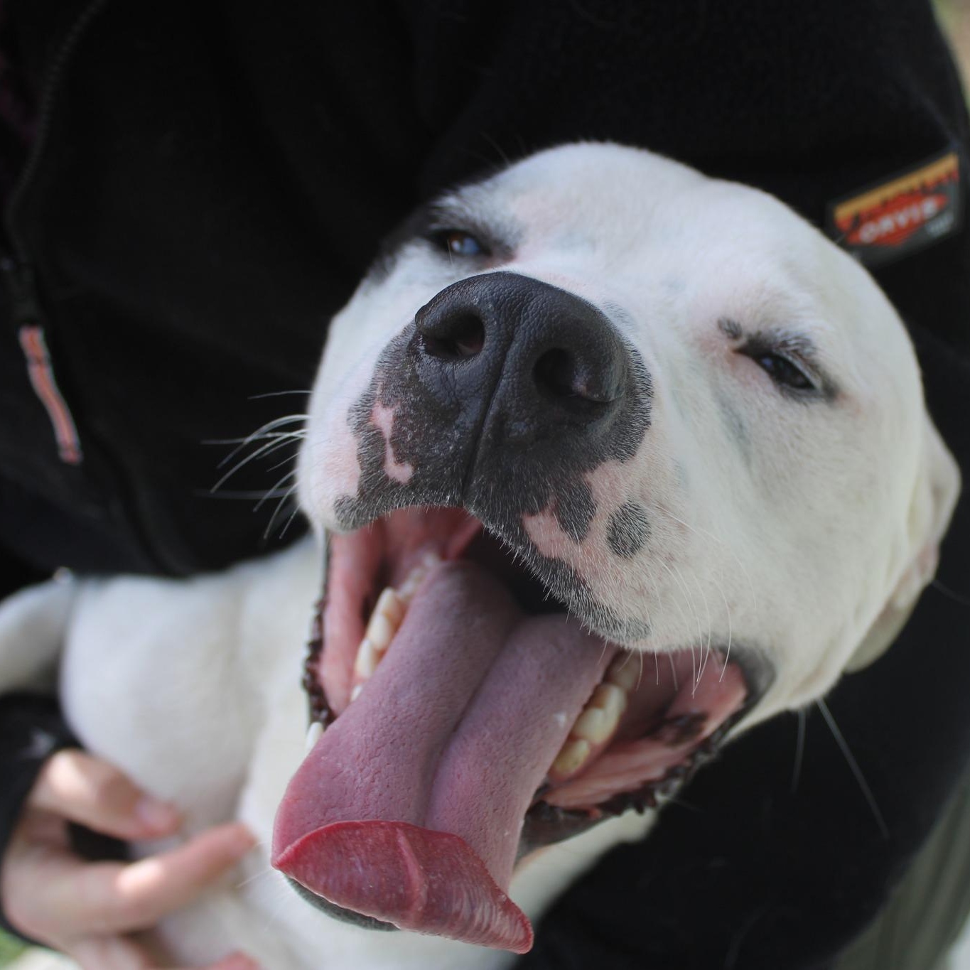 Enlarge Cowboy, a ADOPTABLE mixed breed in Weaverville, CA image 2/6