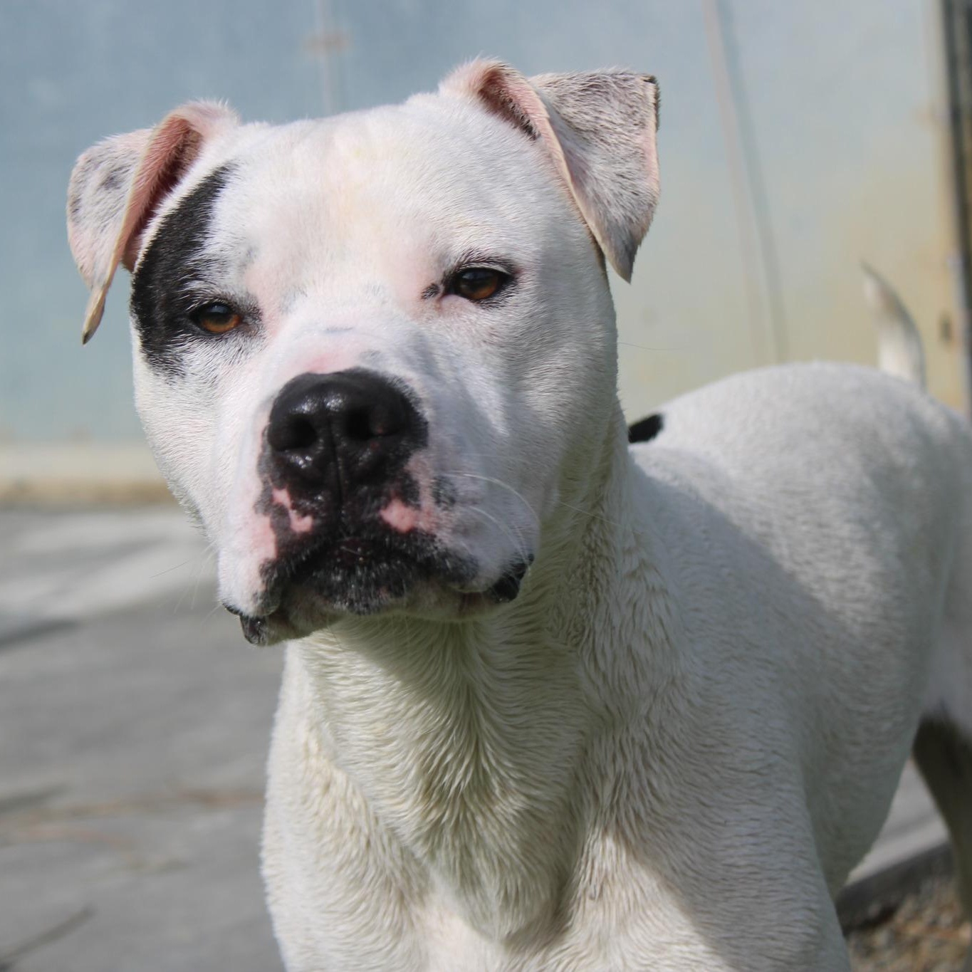 Enlarge Cowboy, a ADOPTABLE mixed breed in Weaverville, CA image 3/6
