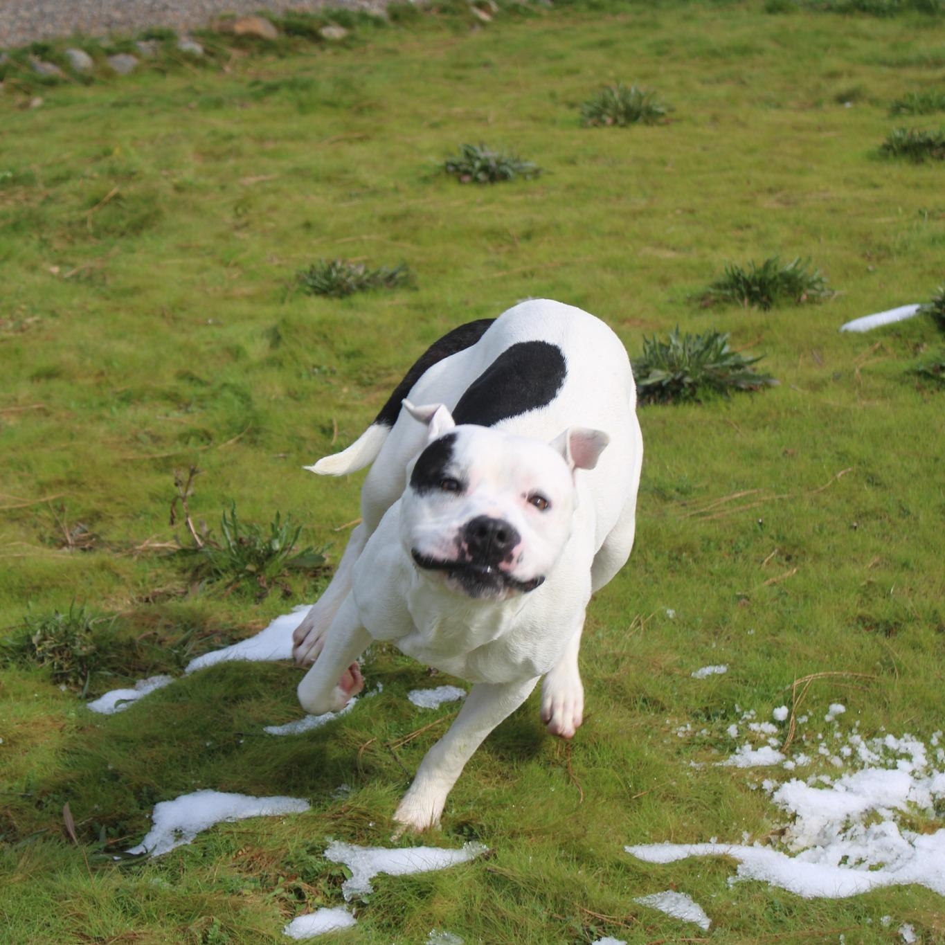Enlarge Cowboy, a ADOPTABLE mixed breed in Weaverville, CA image 4/6