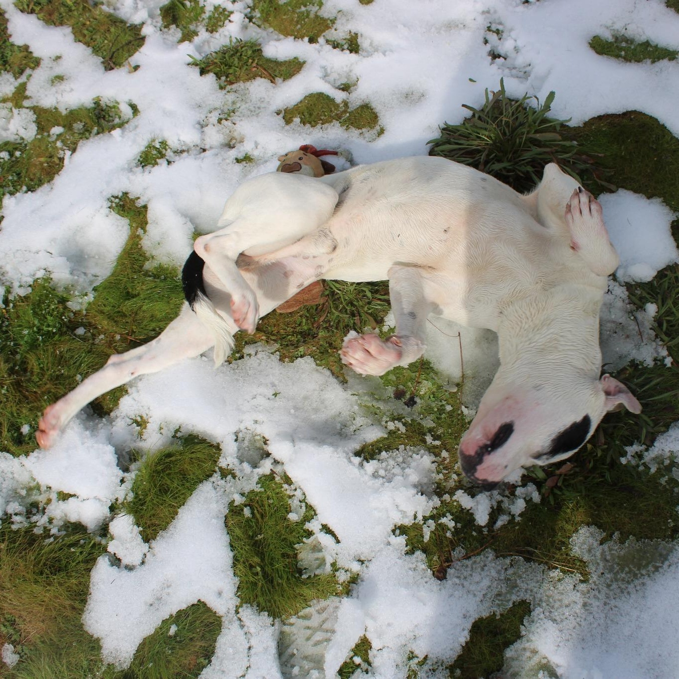 Enlarge Cowboy, a ADOPTABLE mixed breed in Weaverville, CA image 6/6
