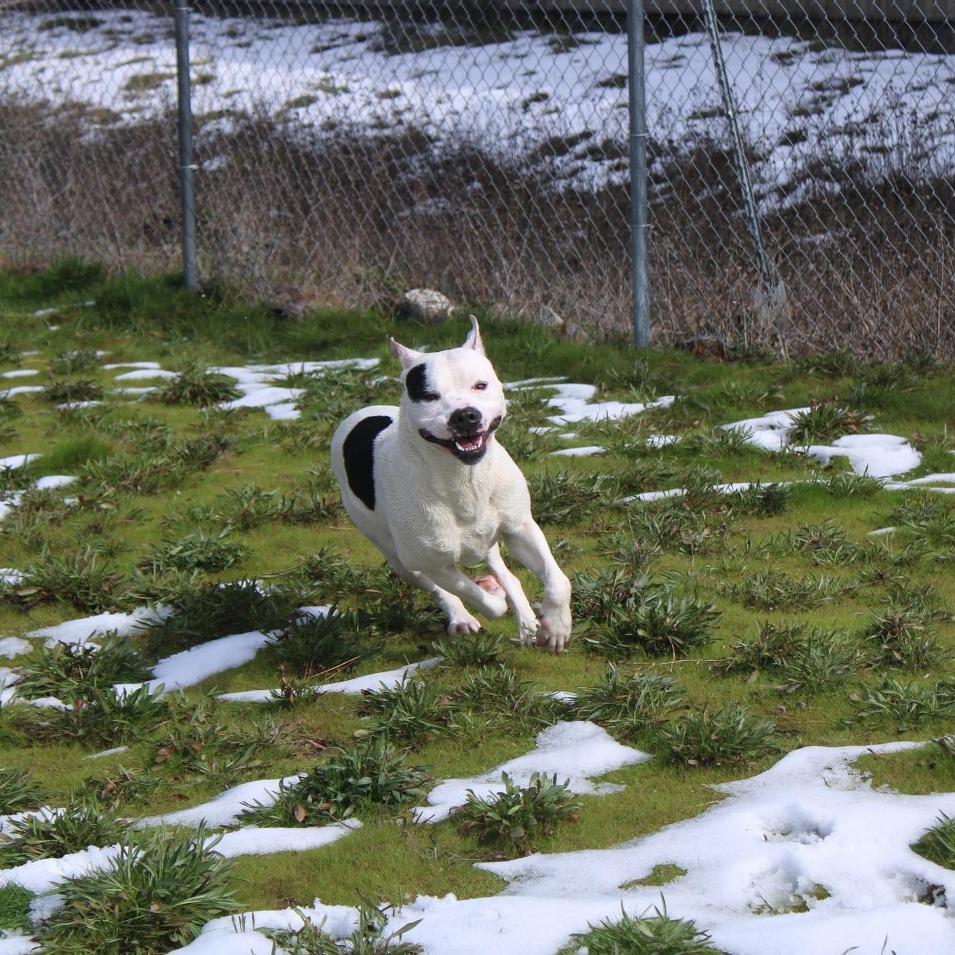 Cowboy, ADOPTABLE, Young Male Pit Bull Terrier.