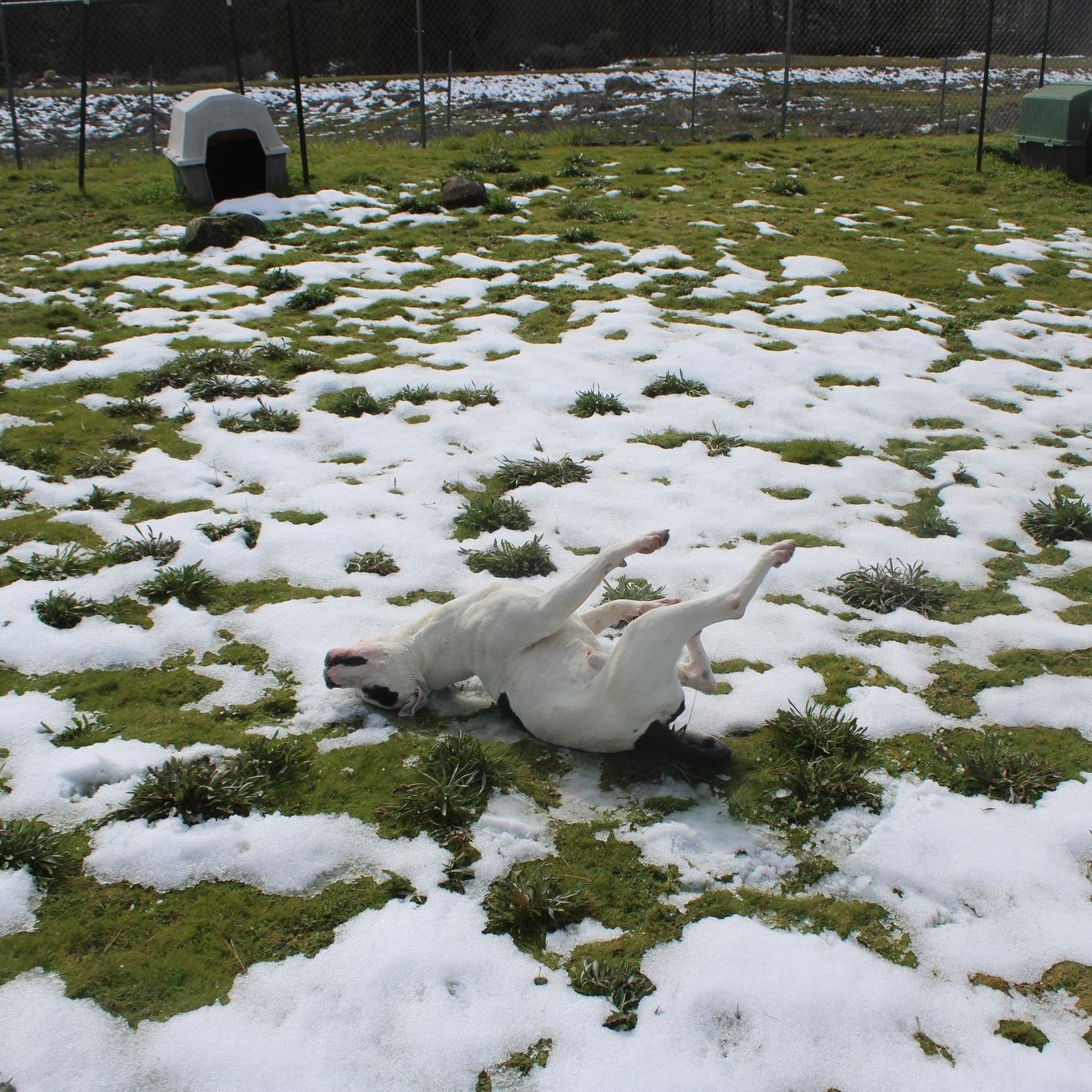 Enlarge Cowboy, a ADOPTABLE mixed breed in Weaverville, CA image 5/6