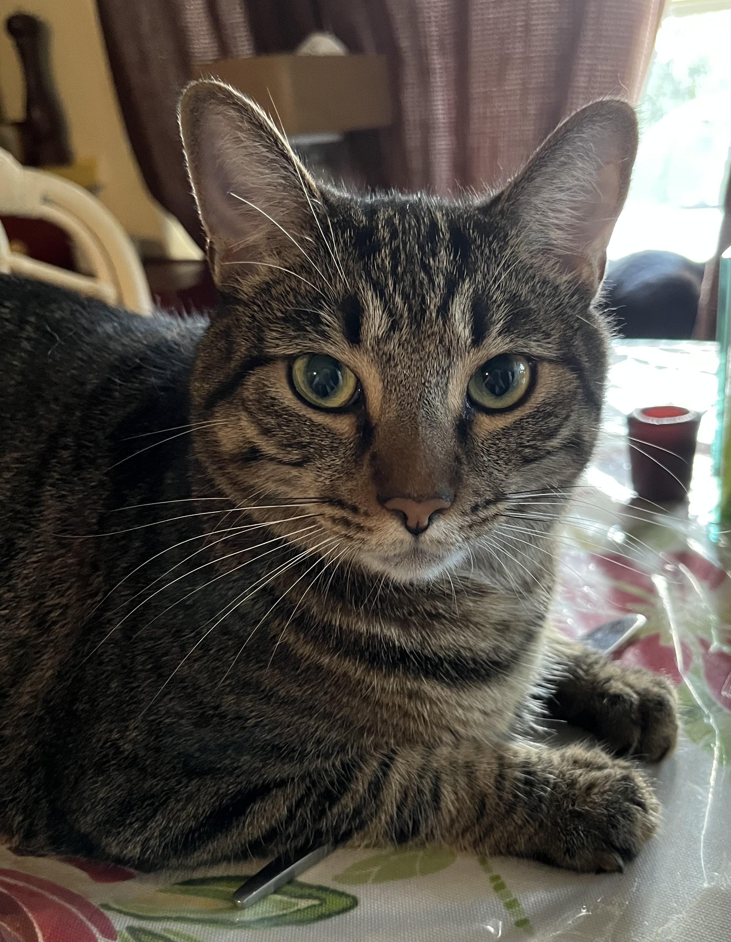 Thelma & Louie - Bonded Pair - Courtesy Listing