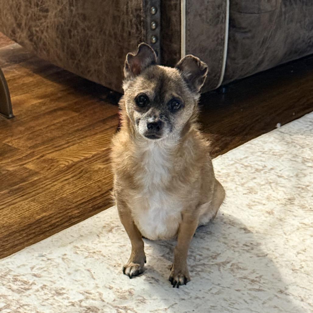 Enlarge Marley Sue, a Adoptable Chihuahua in Bessemer, AL image 1/6