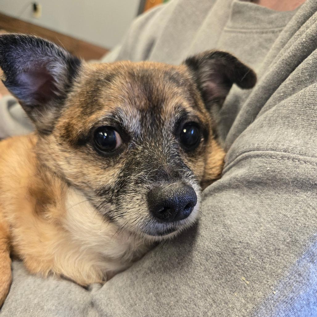 Enlarge Marley Sue, a Adoptable Chihuahua in Bessemer, AL image 2/6