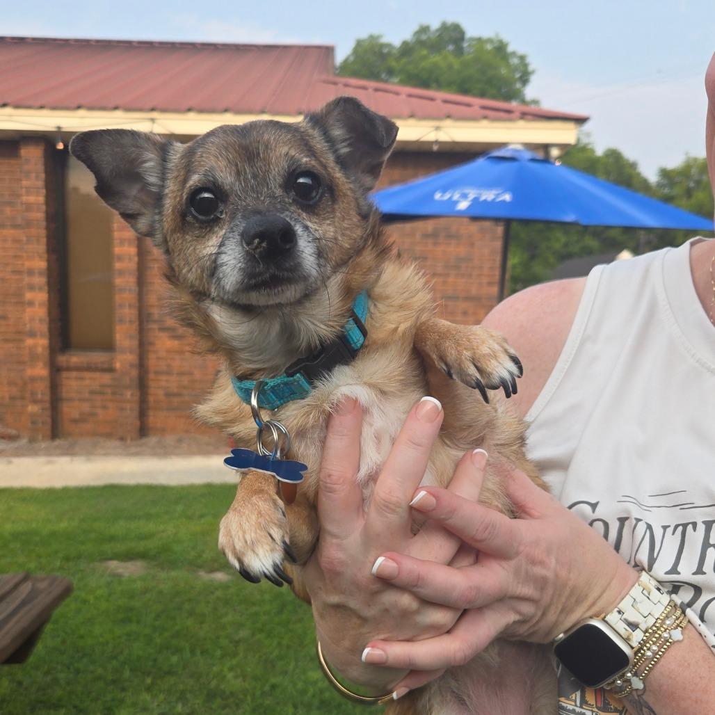 Enlarge Marley Sue, a Adoptable Chihuahua in Bessemer, AL image 3/6