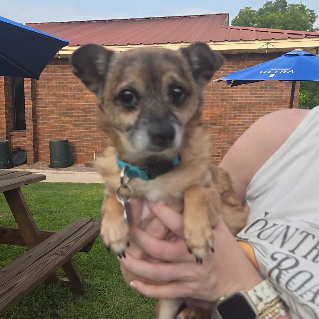 Enlarge Marley Sue, a Adoptable Chihuahua in Bessemer, AL image 5/6