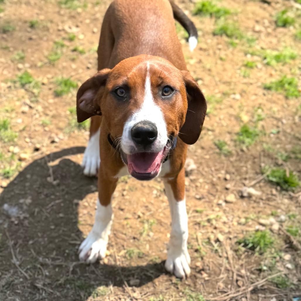 Peotrea, Adoptable, Puppy Female Mixed Breed & Mixed Breed.