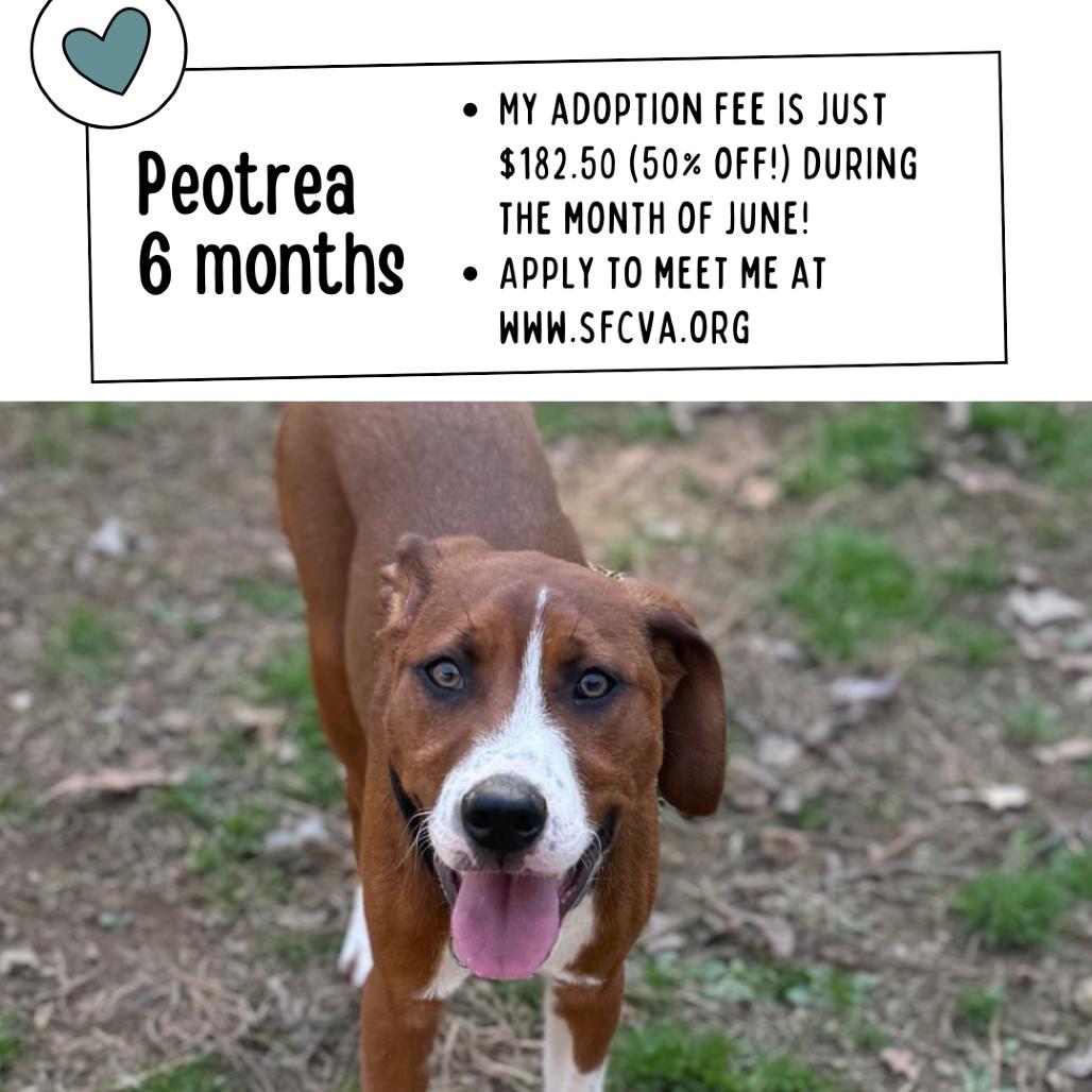 Peotrea, a Adoptable mixed breed in Fredericksburg, VA image 1/6
