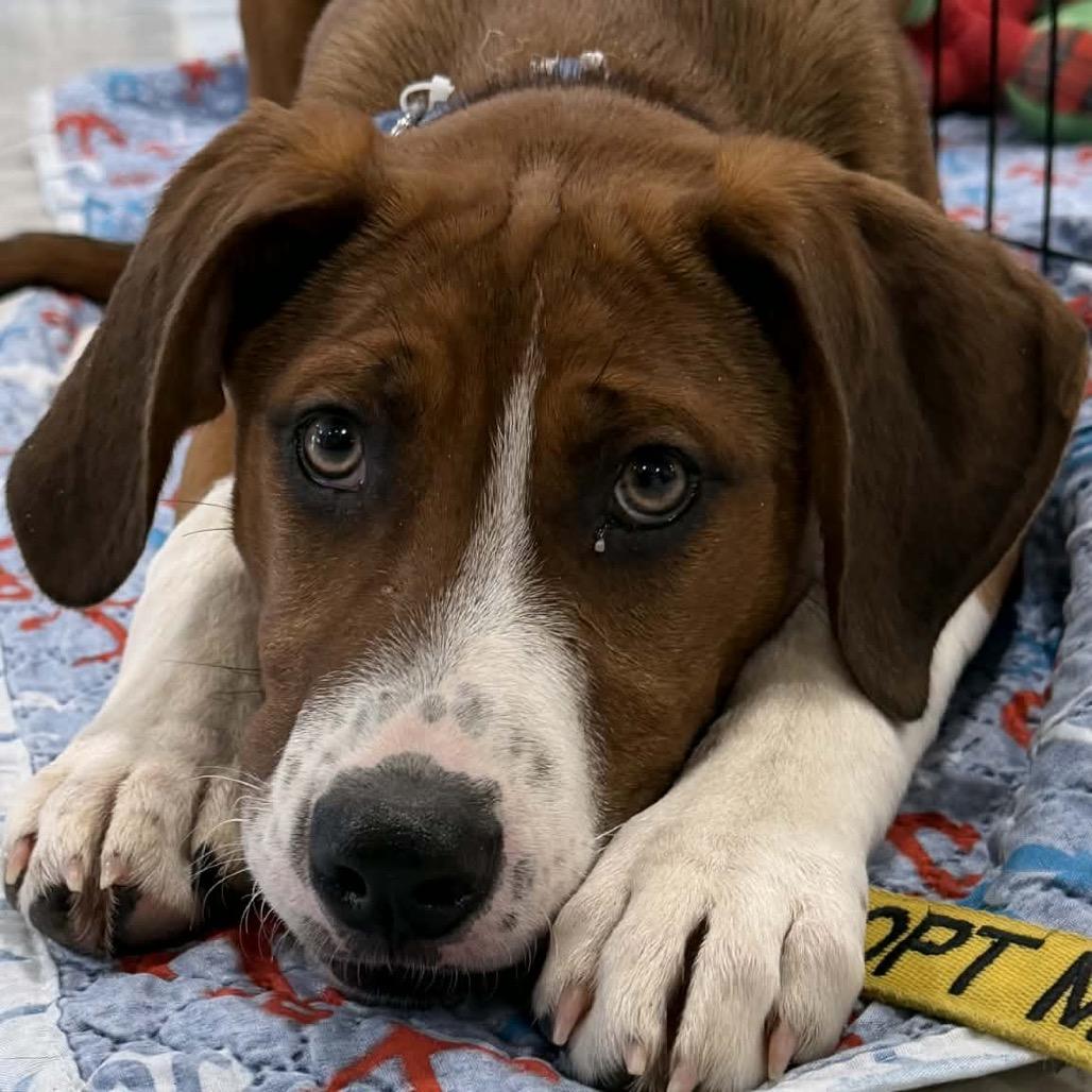Peotrea, Adoptable, Puppy Female Mixed Breed & Mixed Breed.
