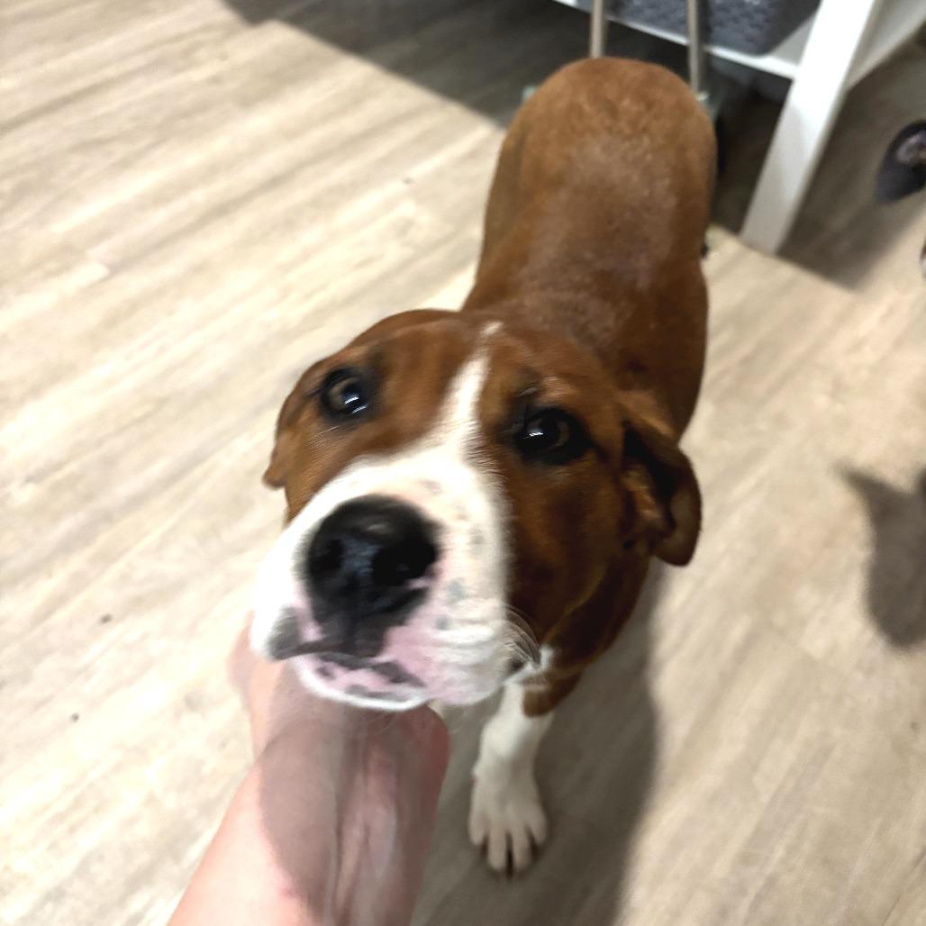 Peotrea, a Adoptable mixed breed in Fredericksburg, VA image 3/6