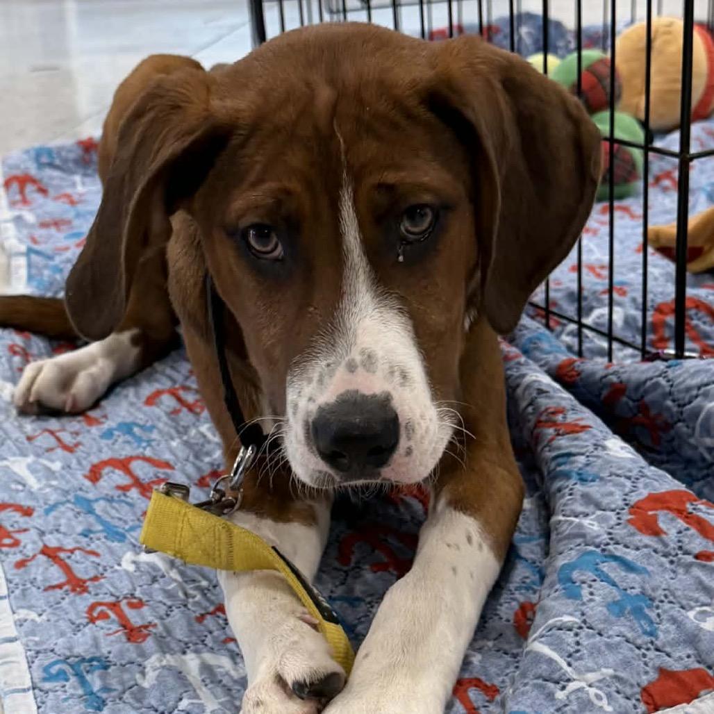 Peotrea, a Adoptable mixed breed in Fredericksburg, VA image 4/6