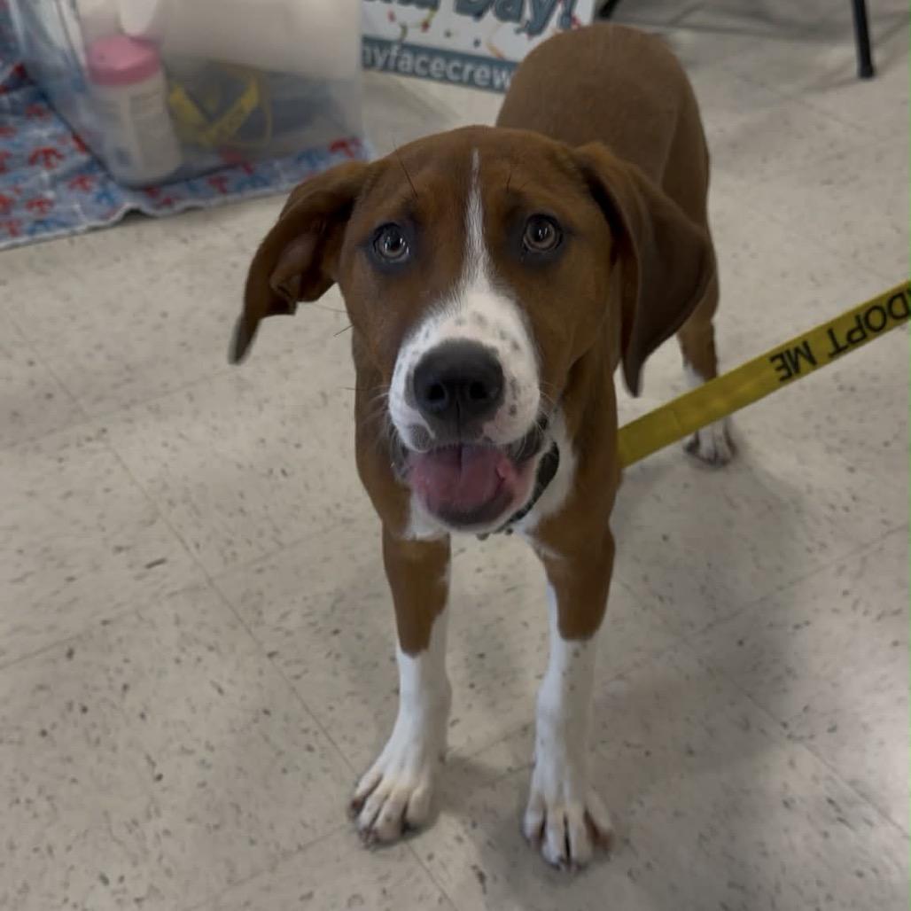Enlarge Peotrea, a Adoptable mixed breed in Fredericksburg, VA image 3/6