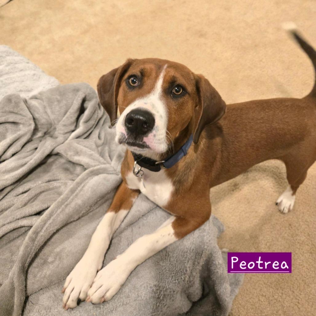 Enlarge Peotrea, a Adoptable mixed breed in Fredericksburg, VA image 4/6
