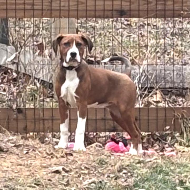 Peotrea, a Adoptable mixed breed in Fredericksburg, VA image 5/6