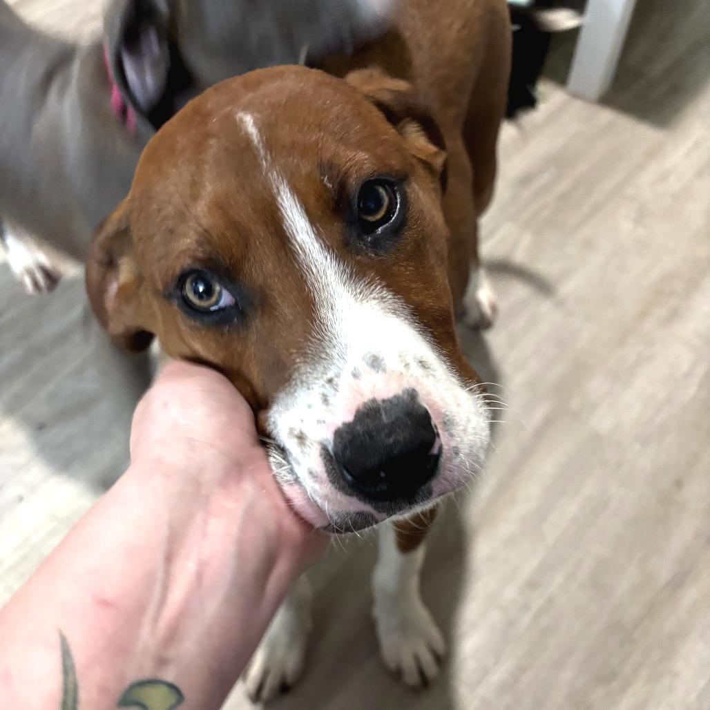 Peotrea, a Adoptable mixed breed in Fredericksburg, VA image 6/6