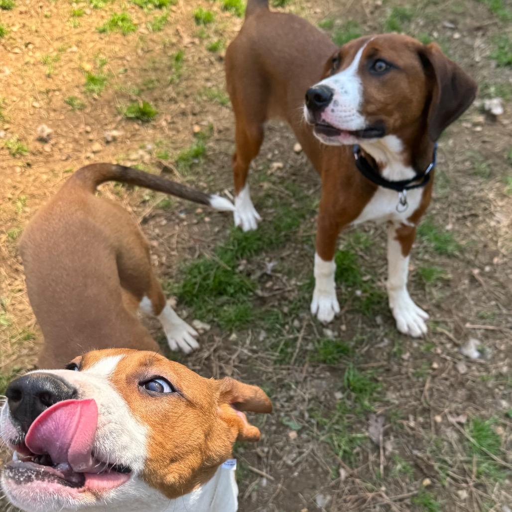 Enlarge Peotrea, a Adoptable mixed breed in Fredericksburg, VA image 6/6
