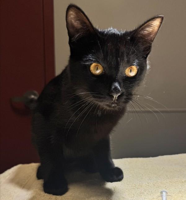 Enlarge Velociraptor, a Adoptable mixed breed in Dublin, CA image 1/1