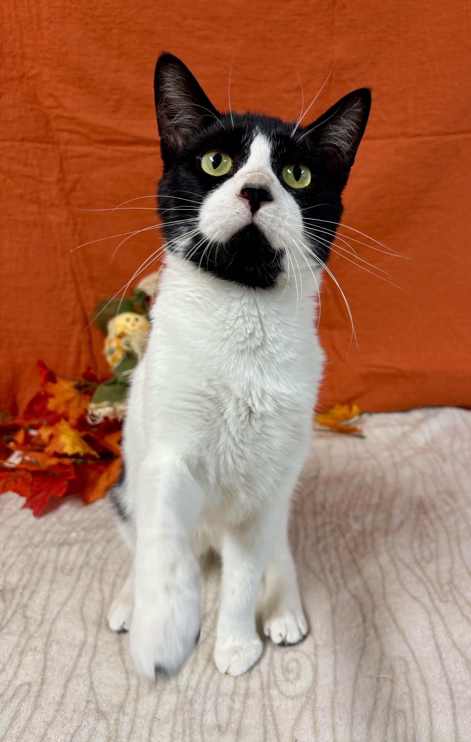 Herbert, a Adoptable mixed breed in Upper Sandusky, OH image 1/3