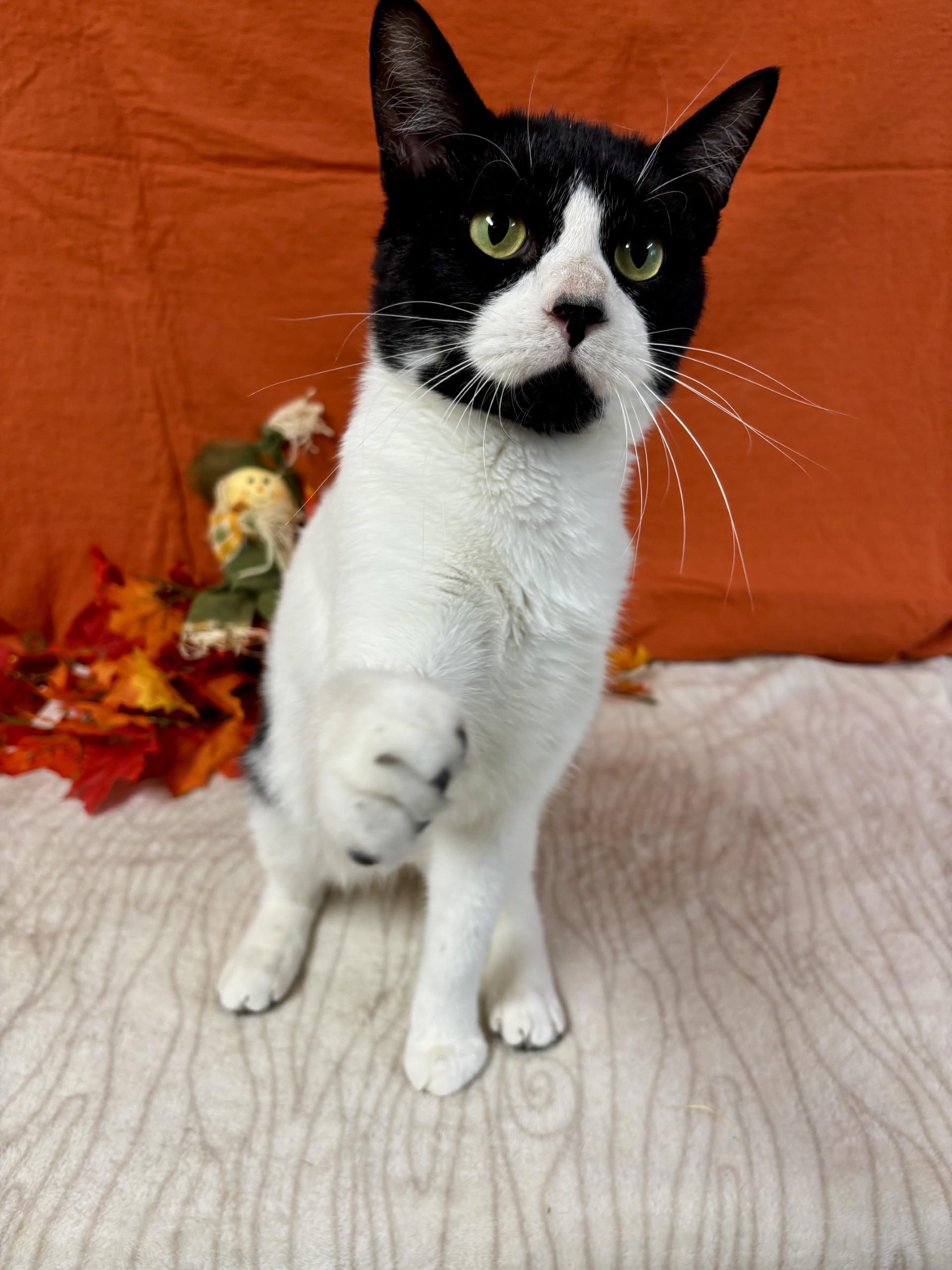 Herbert, a Adoptable mixed breed in Upper Sandusky, OH image 2/3