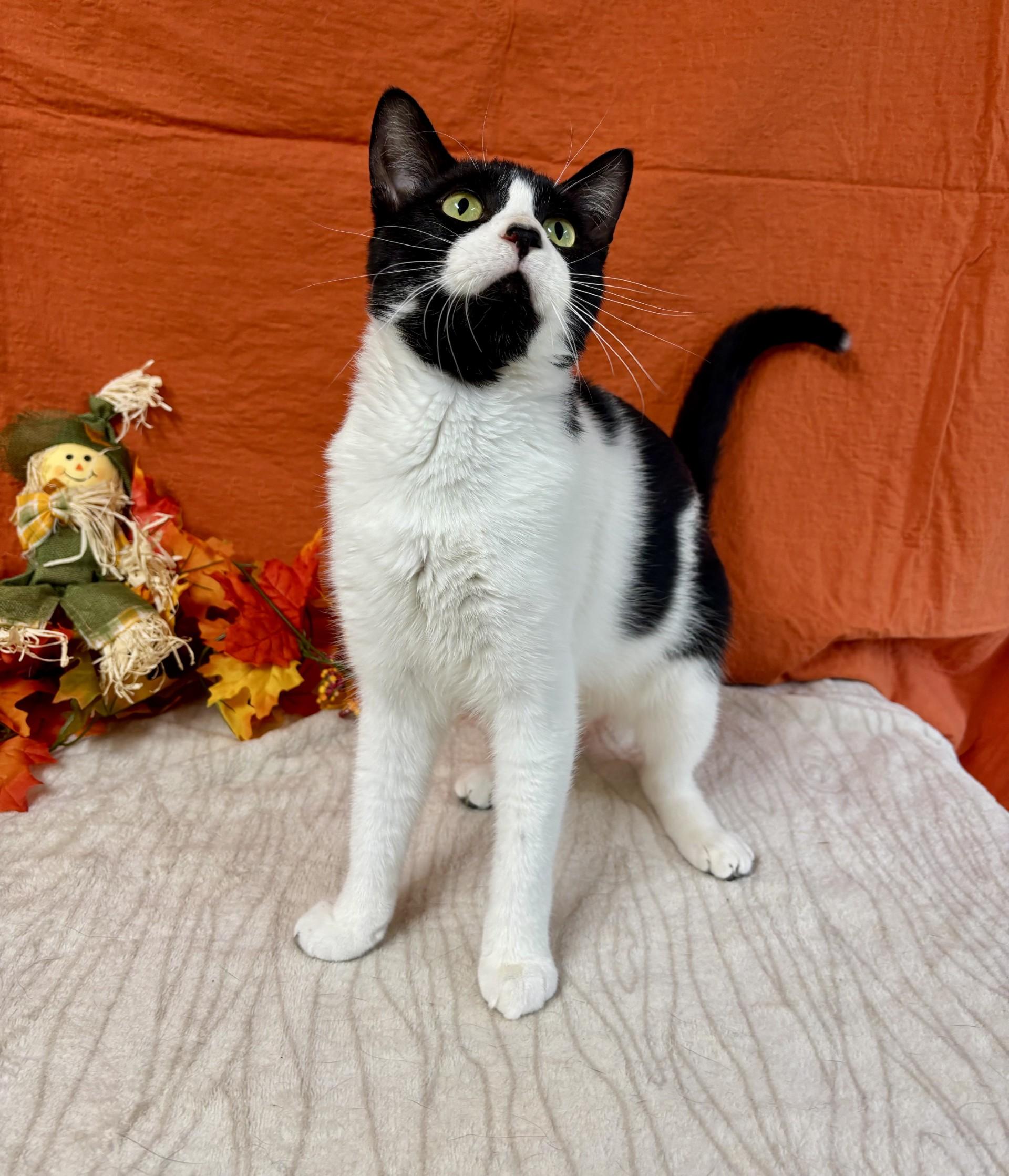 Herbert, a Adoptable mixed breed in Upper Sandusky, OH image 3/3