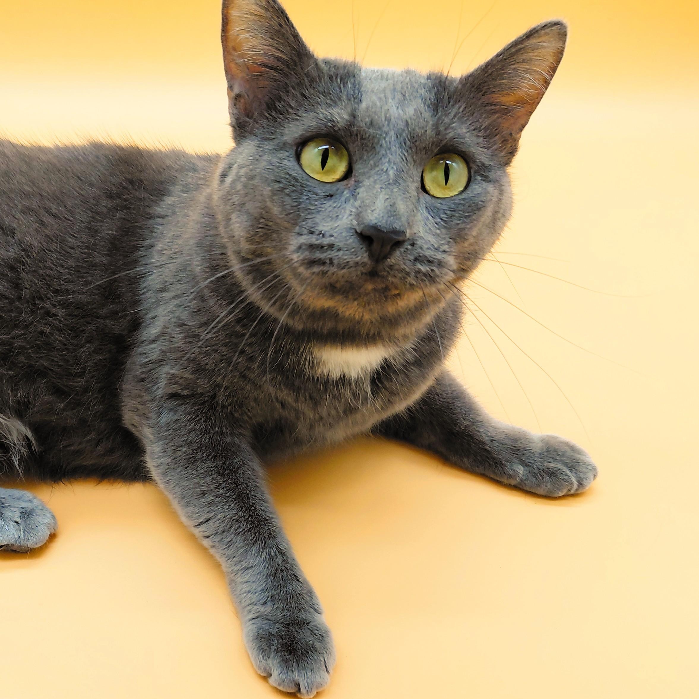 Shiso — thumbnail 2