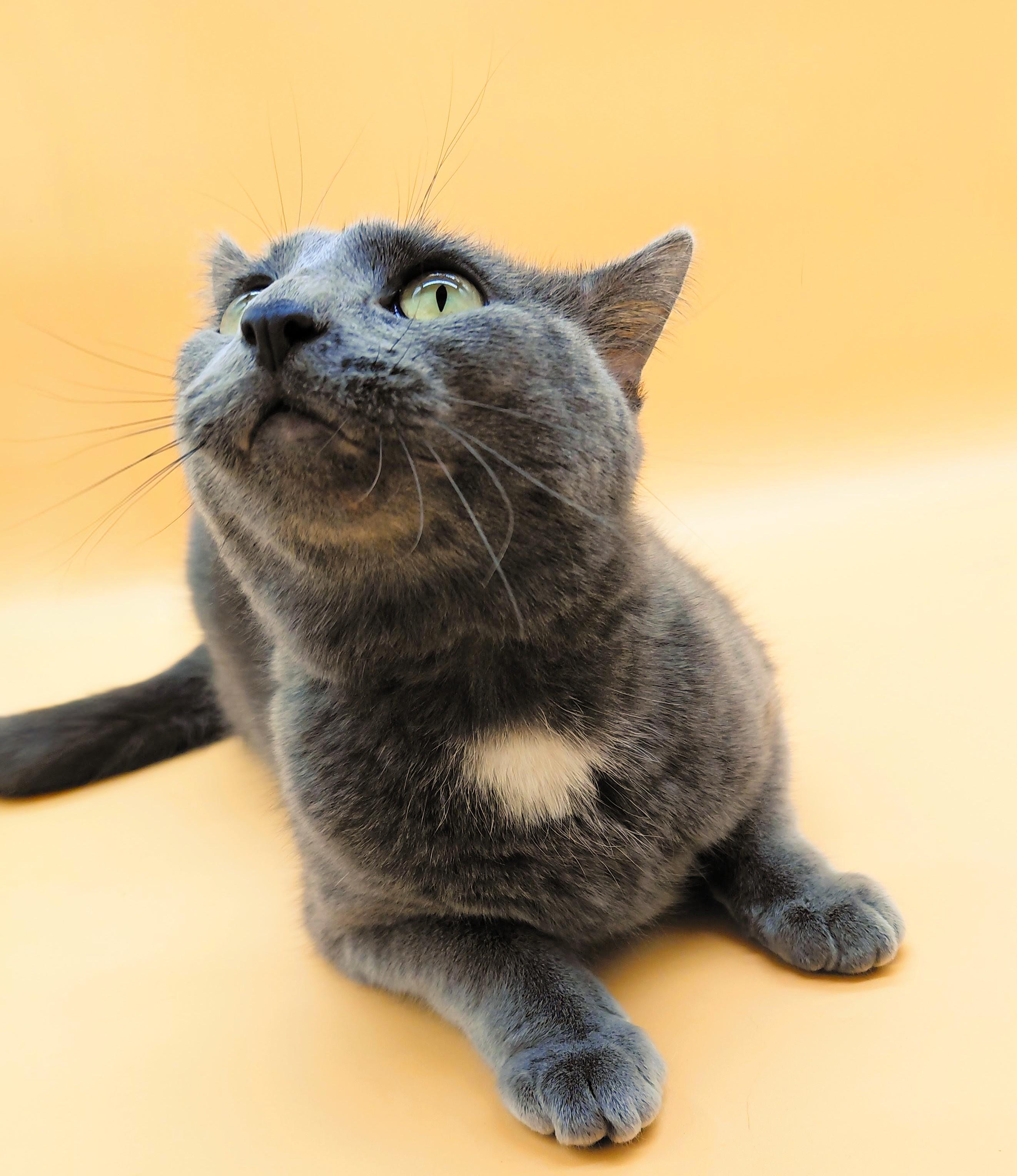 Shiso — thumbnail 3