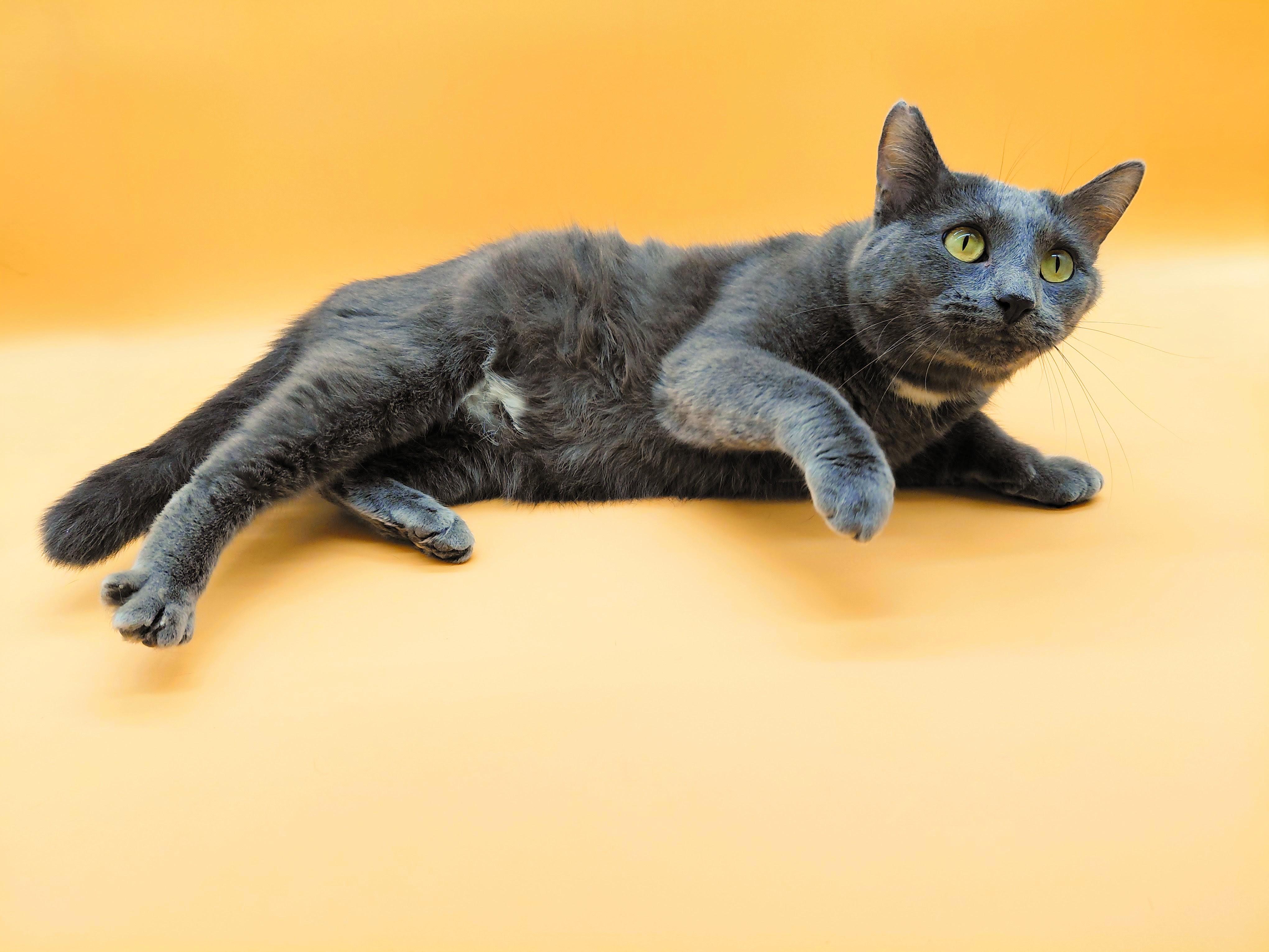 Shiso — thumbnail 4