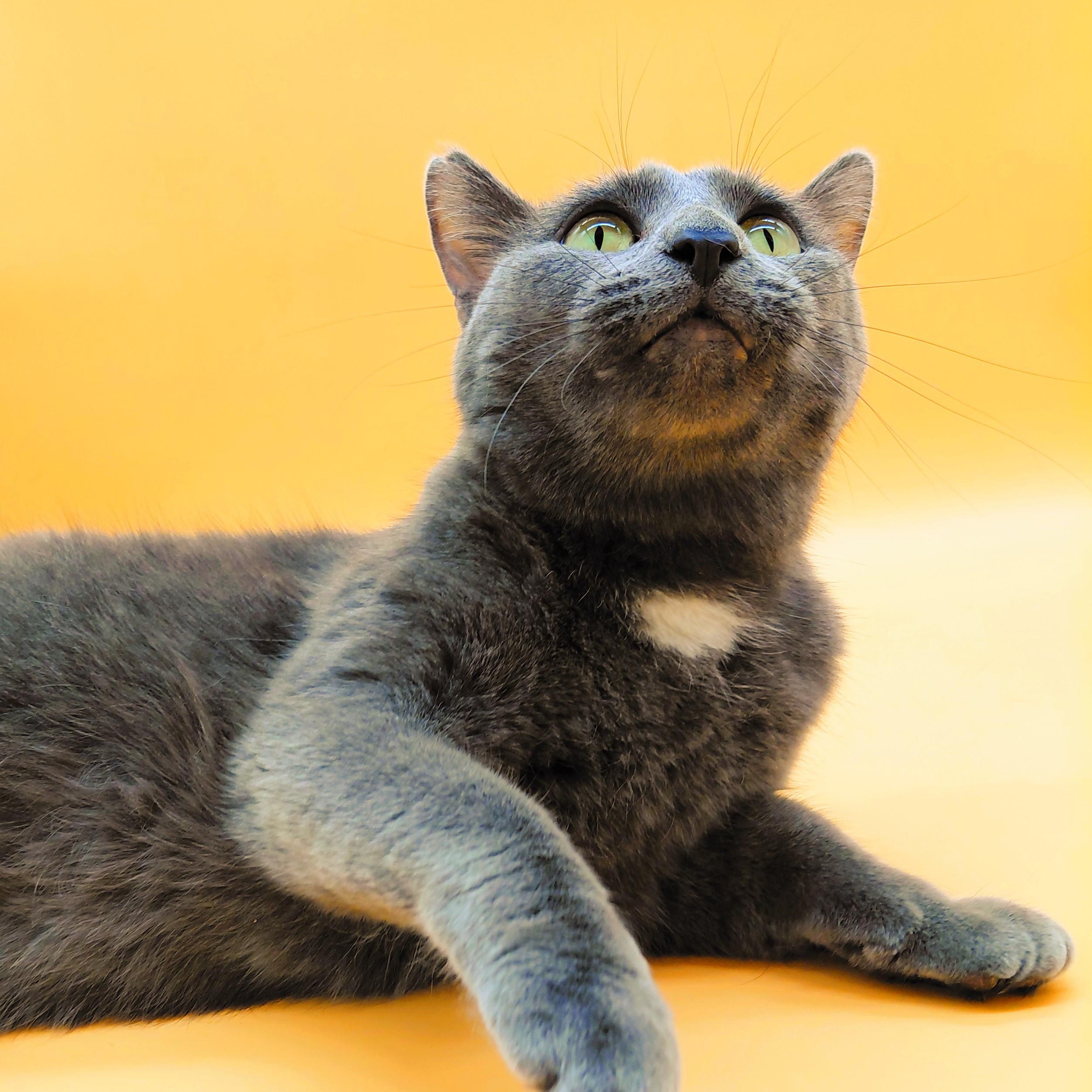 Shiso — thumbnail 5