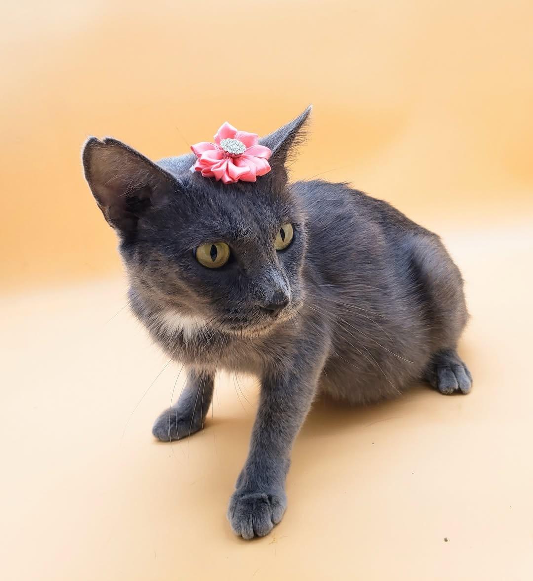 Shiso — thumbnail 6