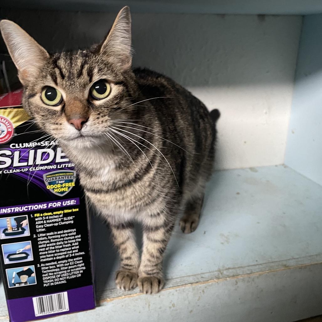 Gothel, Adoptable, Adult Female Domestic Short Hair.