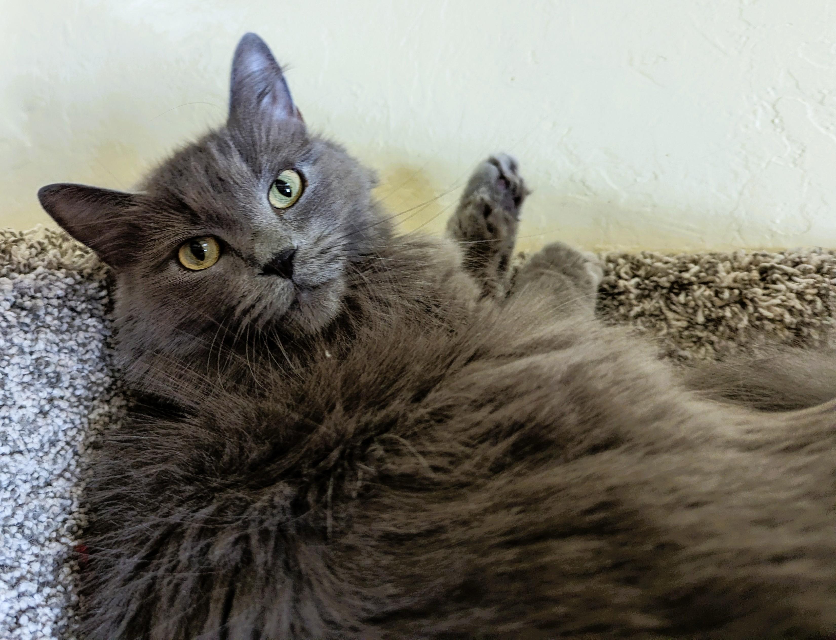 SASSY photo 2