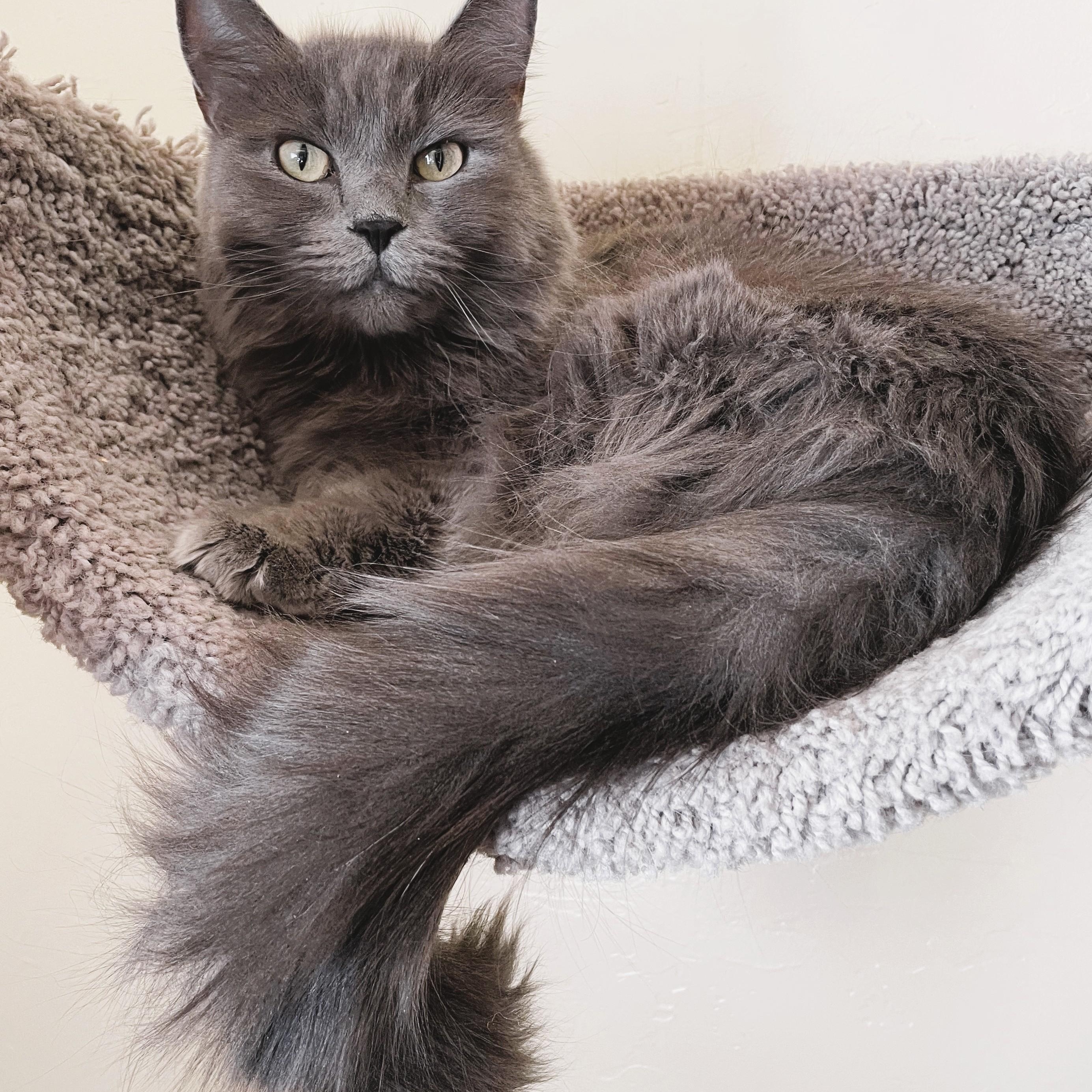 SASSY, Adult Female Domestic Long Hair