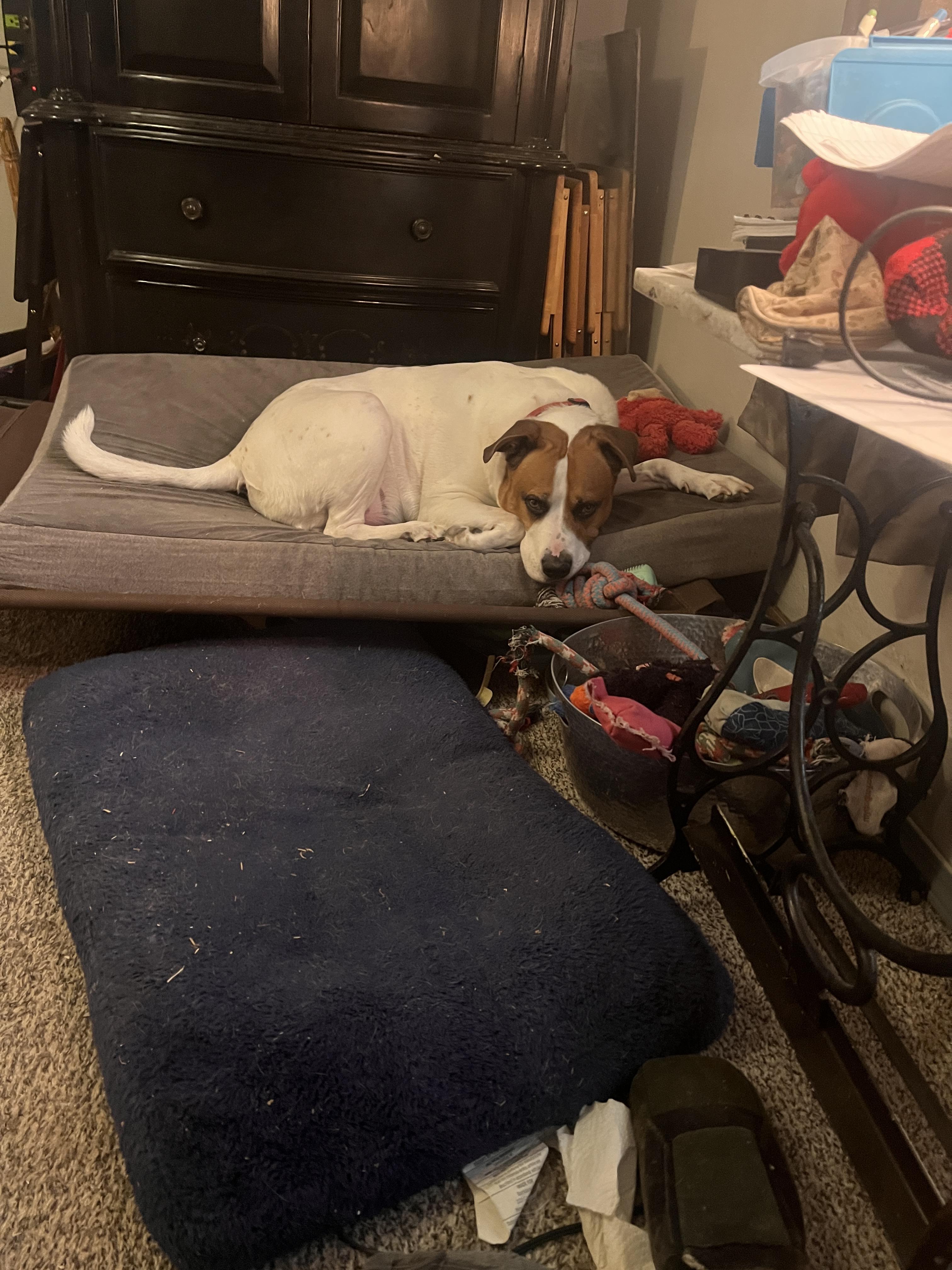 Delta dawn, Adoptable, Adult Female Pit Bull Terrier & Boxer.