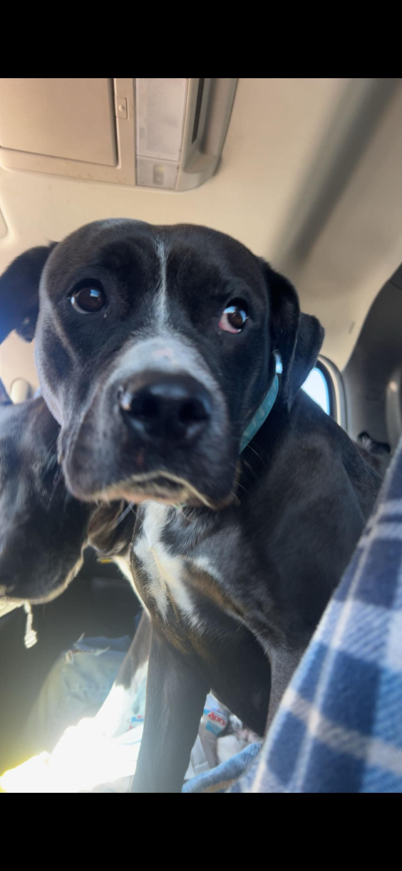 Enlarge Delta dawn, a Adoptable mixed breed in Jerome, ID image 1/3