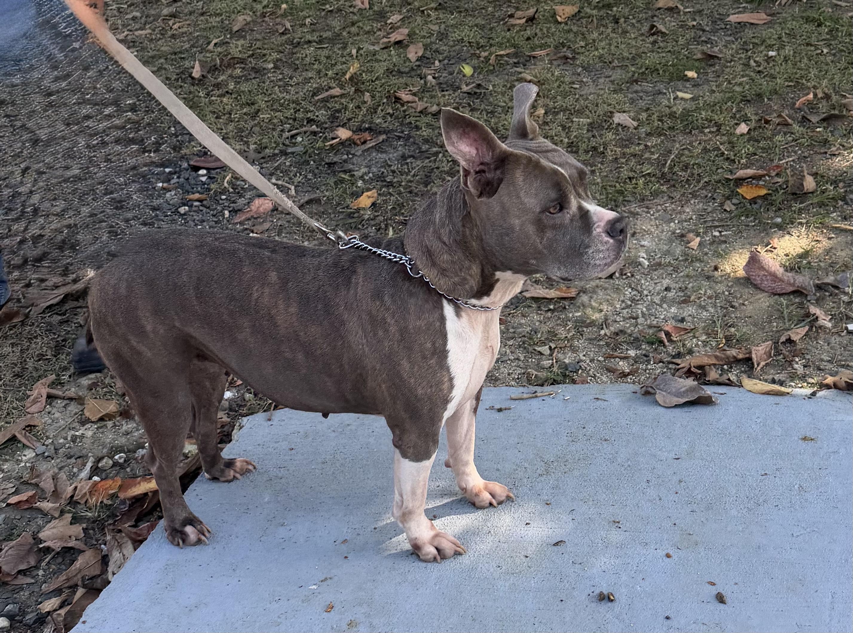 Enlarge Rosa, a Adoptable mixed breed in Ridgefield, CT image 3/6
